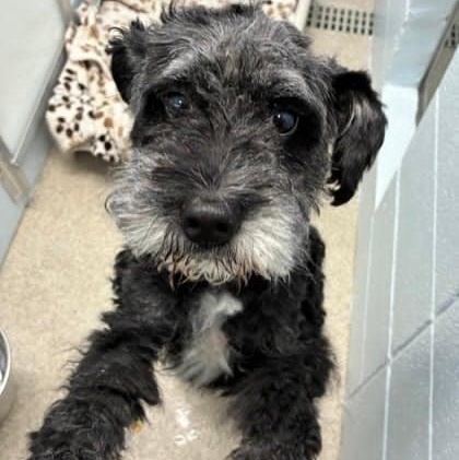 Pixie, adopted, Adult Female Schnoodle.