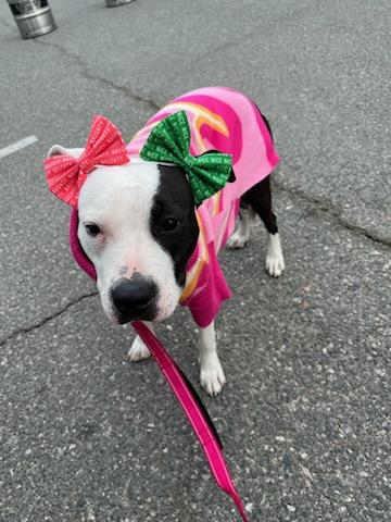 Lolly Girl, Adopted, Young Female American Bully.