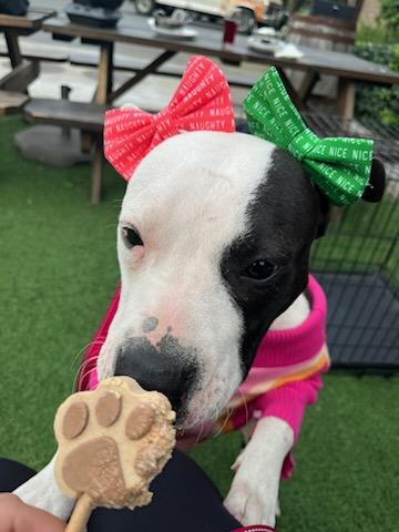 Enlarge Lolly Girl, a Adopted American Bully in rowland heights, CA image 2/4