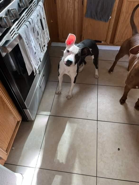 Enlarge Lolly Girl, a Adopted American Bully in rowland heights, CA image 3/4