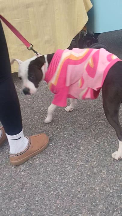 Enlarge Lolly Girl, a Adopted American Bully in rowland heights, CA video 4/4