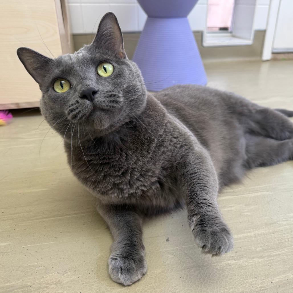 Dorthy, Adoptable, Adult Female Domestic Short Hair.