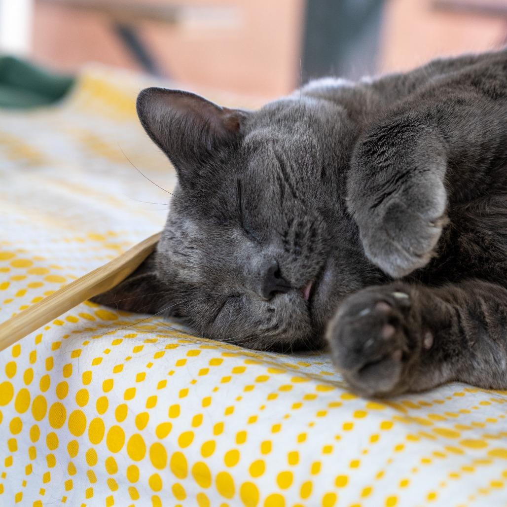 Enlarge Dorthy, a Adoptable Domestic Short Hair in Albuquerque, NM image 2/6