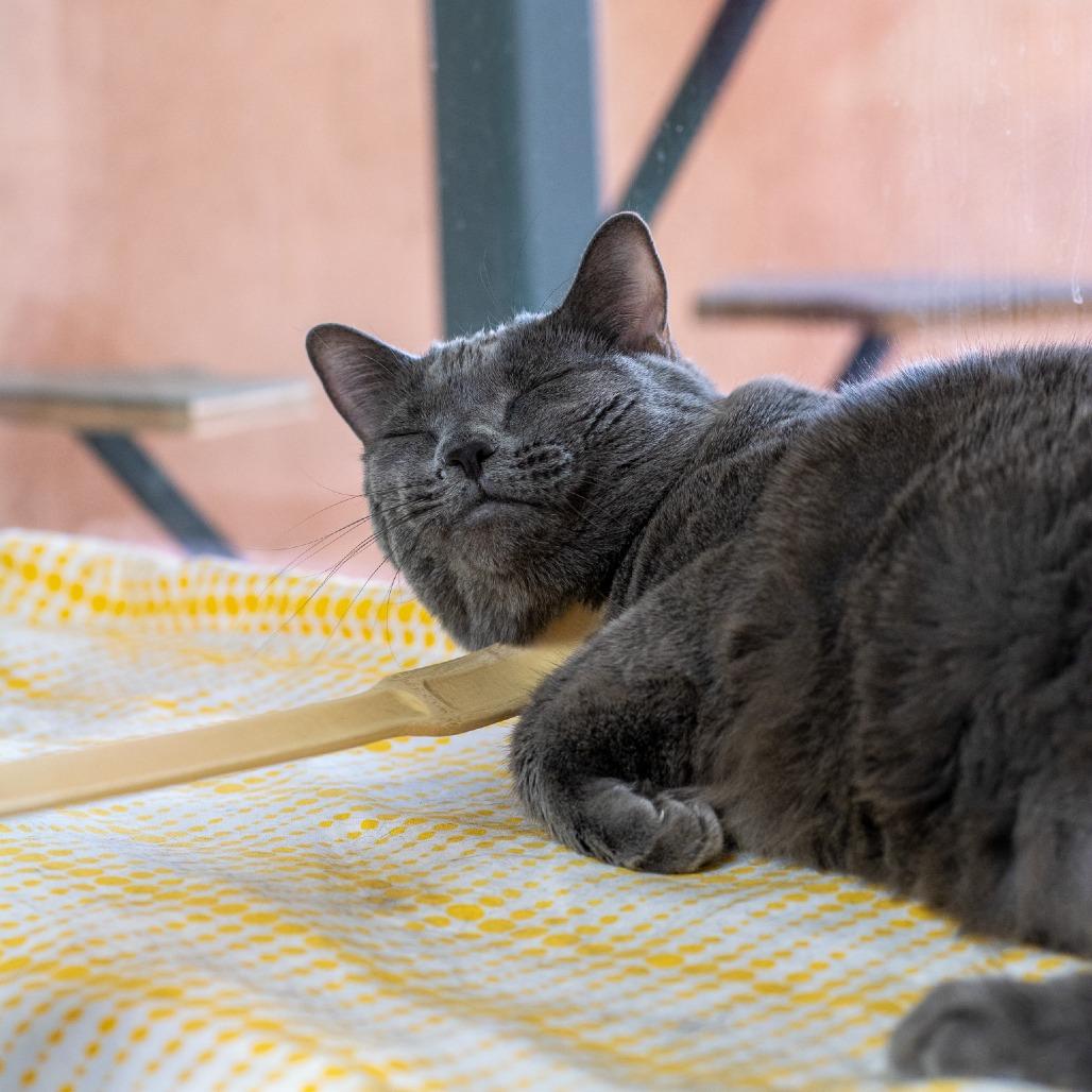 Enlarge Dorthy, a Adoptable Domestic Short Hair in Albuquerque, NM image 3/6