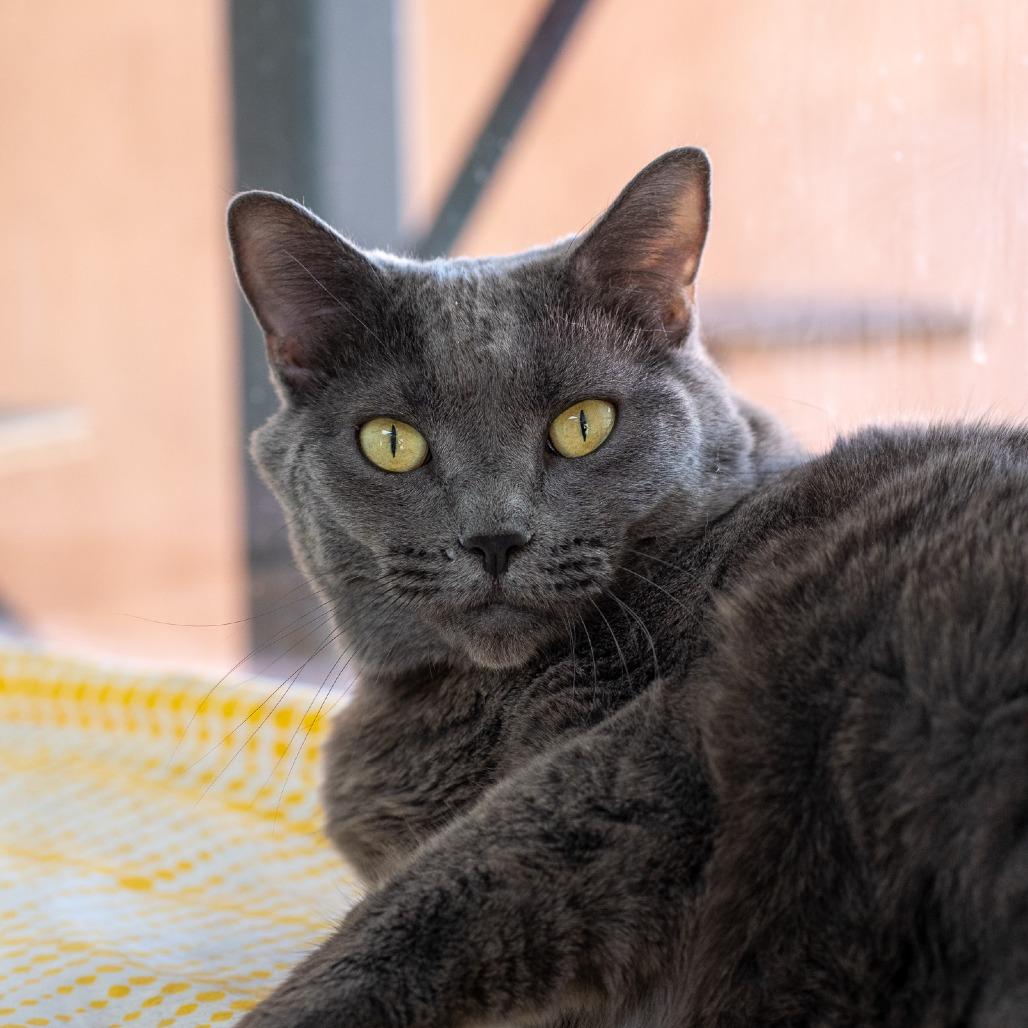 Enlarge Dorthy, a Adoptable Domestic Short Hair in Albuquerque, NM image 4/6