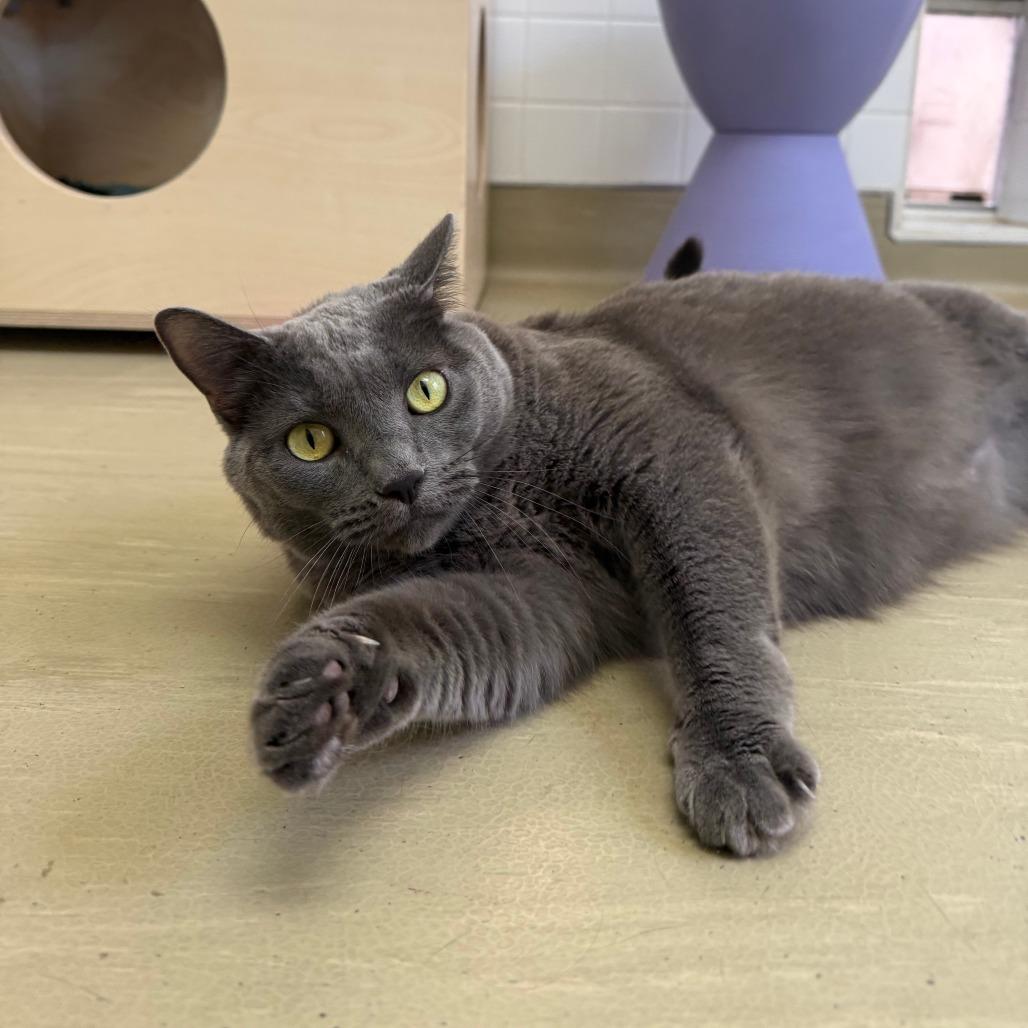 Enlarge Dorthy, a Adoptable Domestic Short Hair in Albuquerque, NM image 2/3