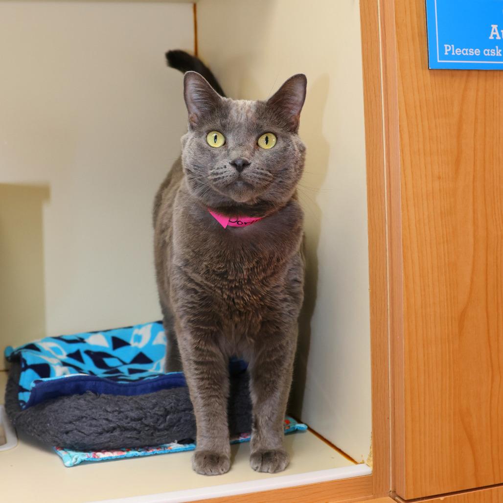 Enlarge Dorthy, a Adoptable Domestic Short Hair in Albuquerque, NM image 3/3