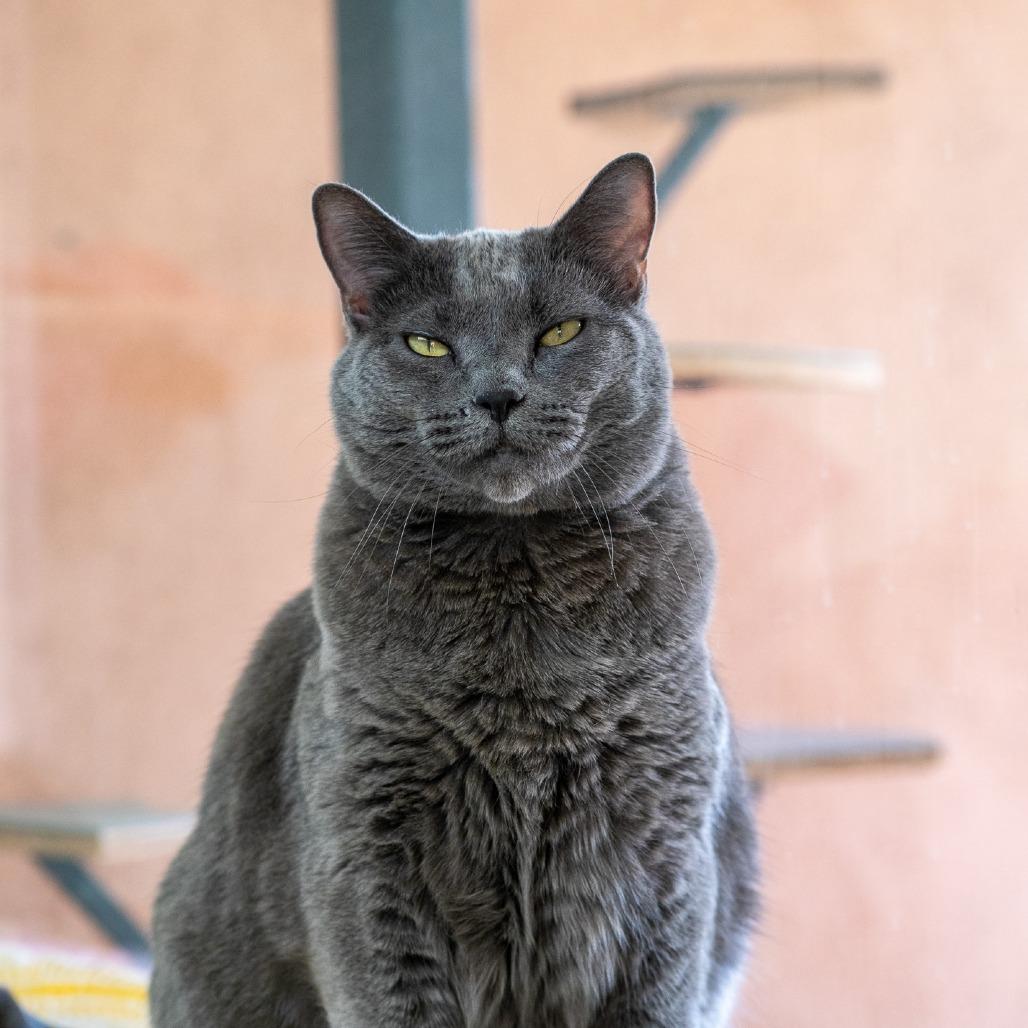 Enlarge Dorthy, a Adoptable Domestic Short Hair in Albuquerque, NM image 5/6