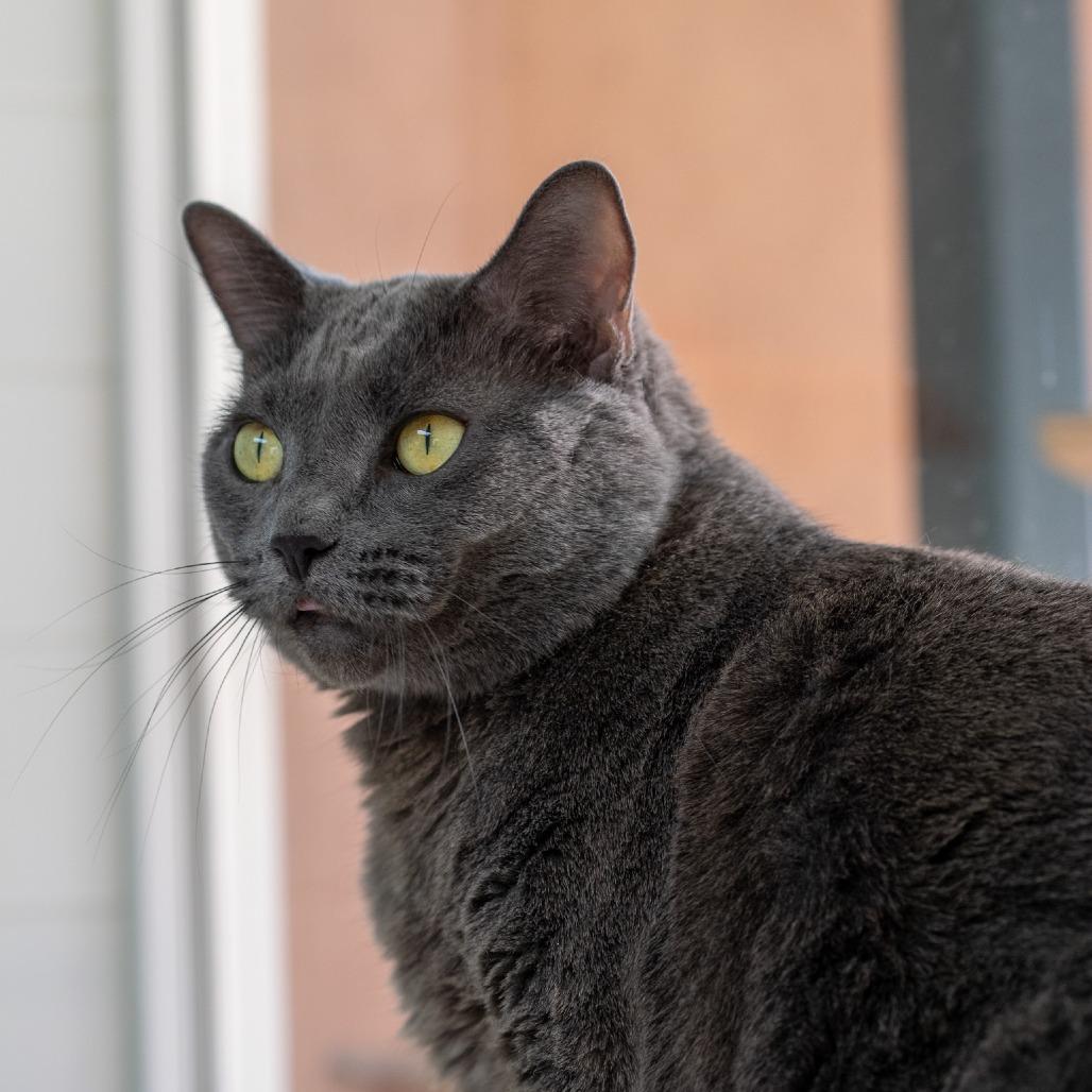 Enlarge Dorthy, a Adoptable Domestic Short Hair in Albuquerque, NM image 6/6