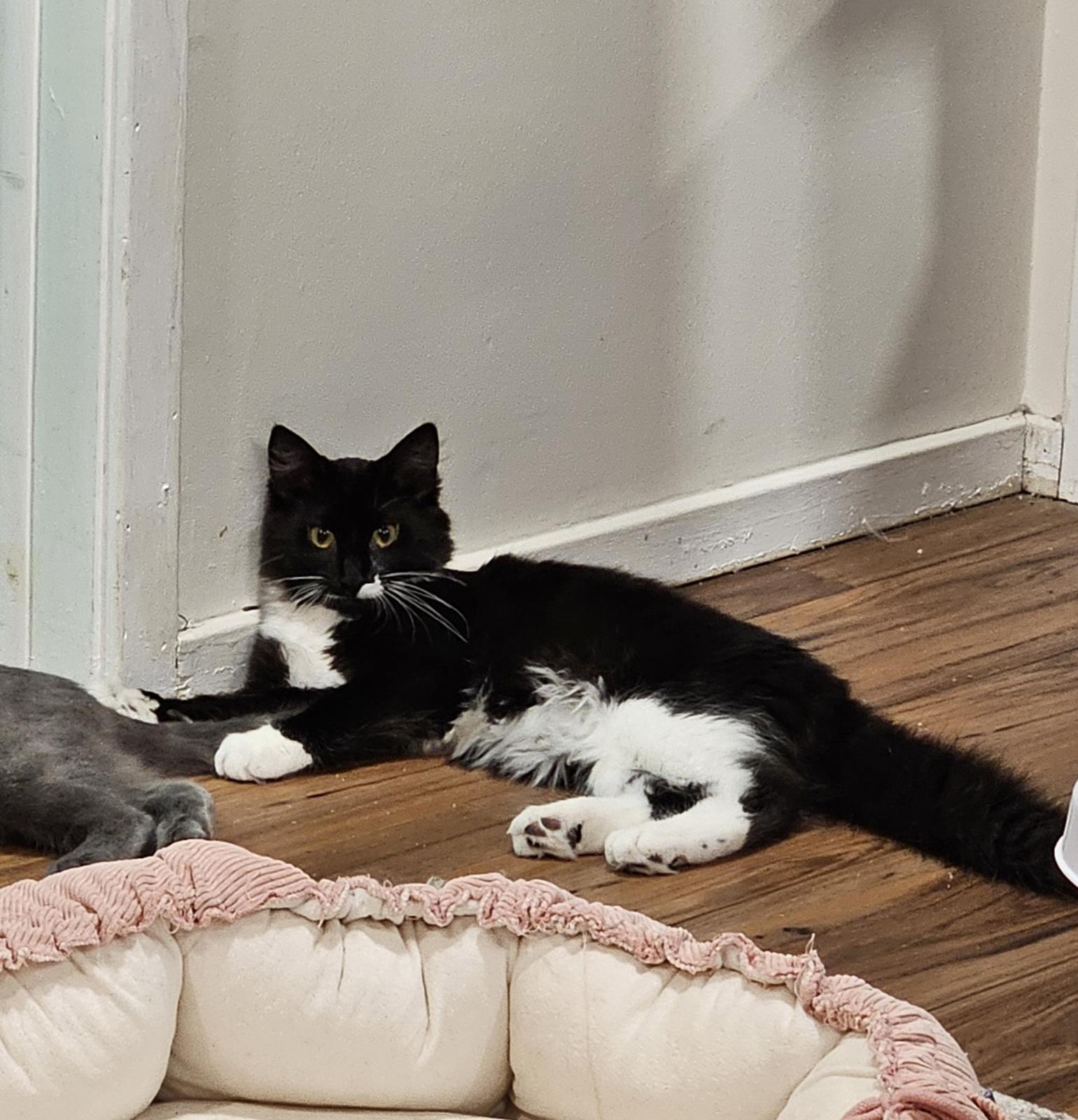 Cat for adoption Freddie, a Domestic Medium Hair in Syracuse, NY