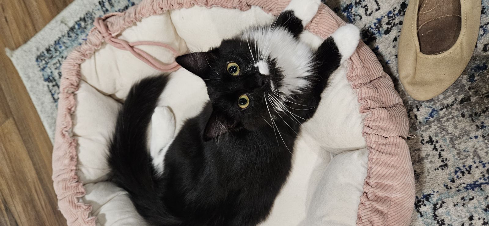 Cat for adoption Freddie, a Domestic Medium Hair in Syracuse, NY