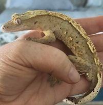 Agadore, an adopted Gecko in Brunswick, ME_image-1