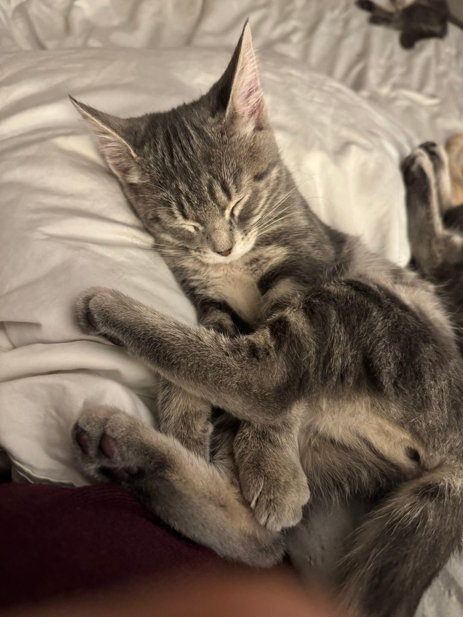 Valentina, Adopted, Kitten Female Tabby & Domestic Medium Hair.