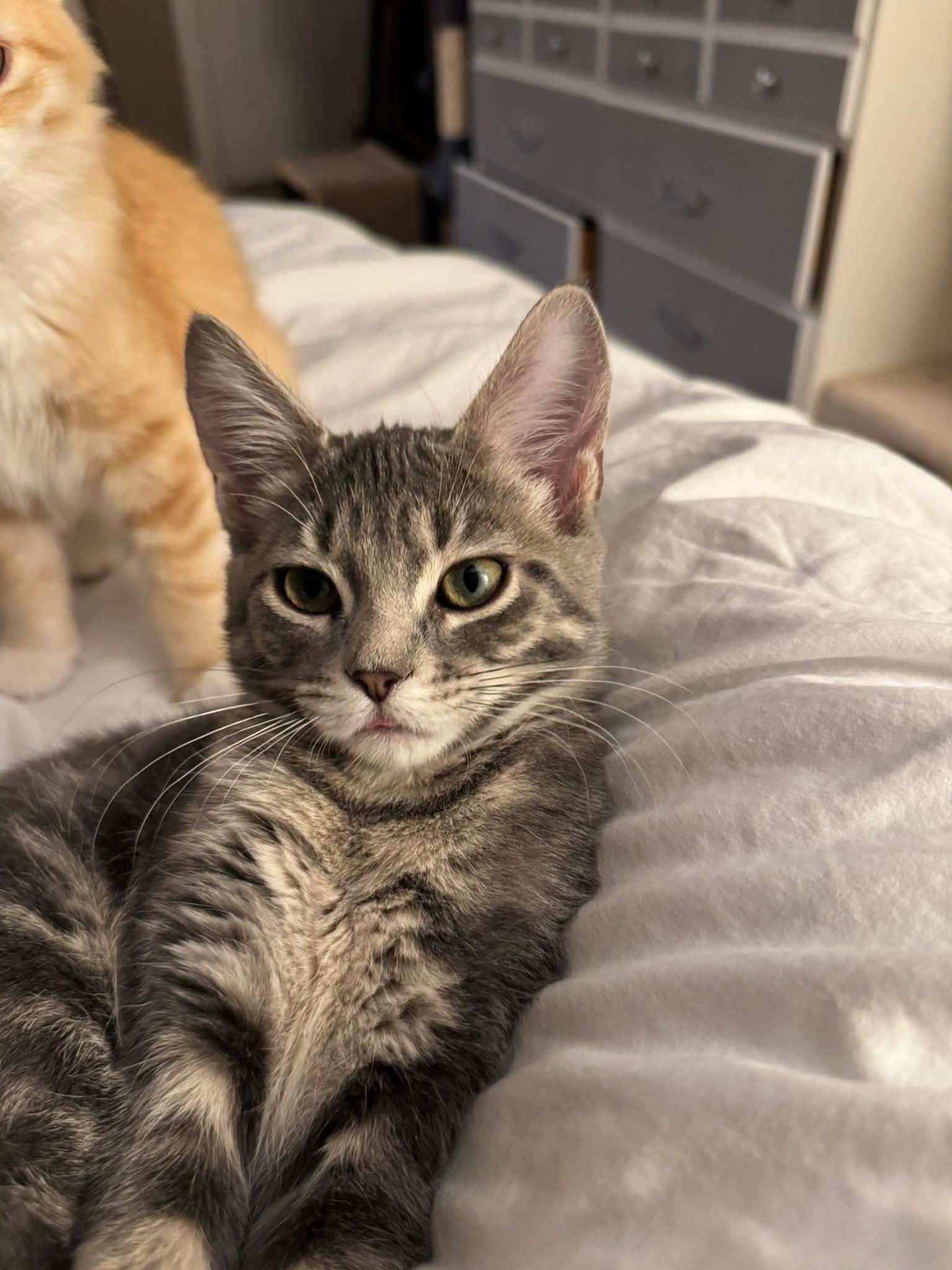 Enlarge Valentina, a Adopted mixed breed in Minneapolis, MN image 2/3