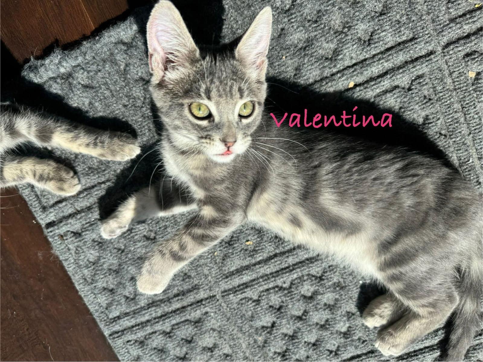 Enlarge Valentina, a Adopted mixed breed in Minneapolis, MN image 3/3