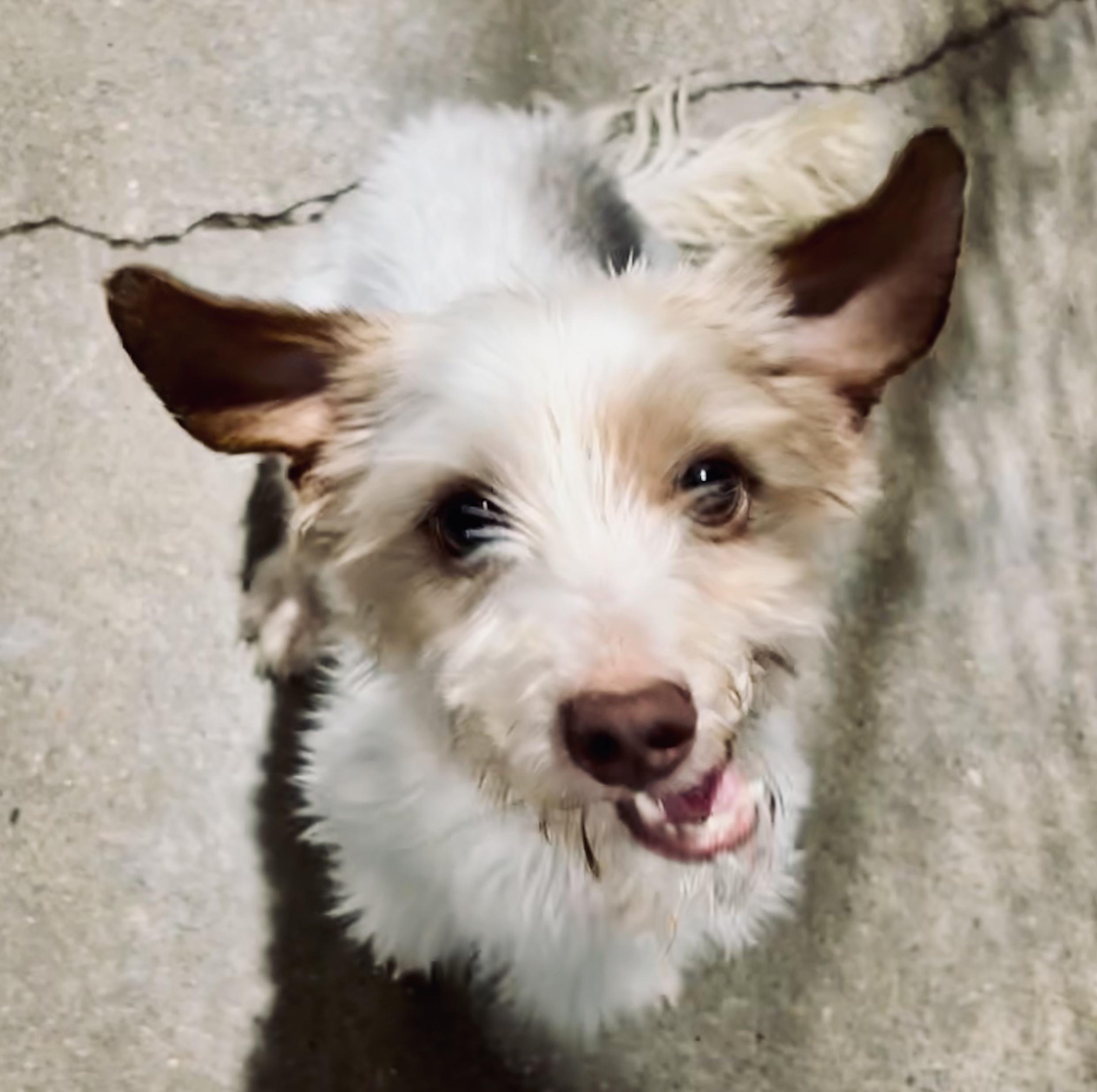 Oscar, a ADOPTABLE Dachshund (Long Haired) in Shenandoah, IA image 1/2