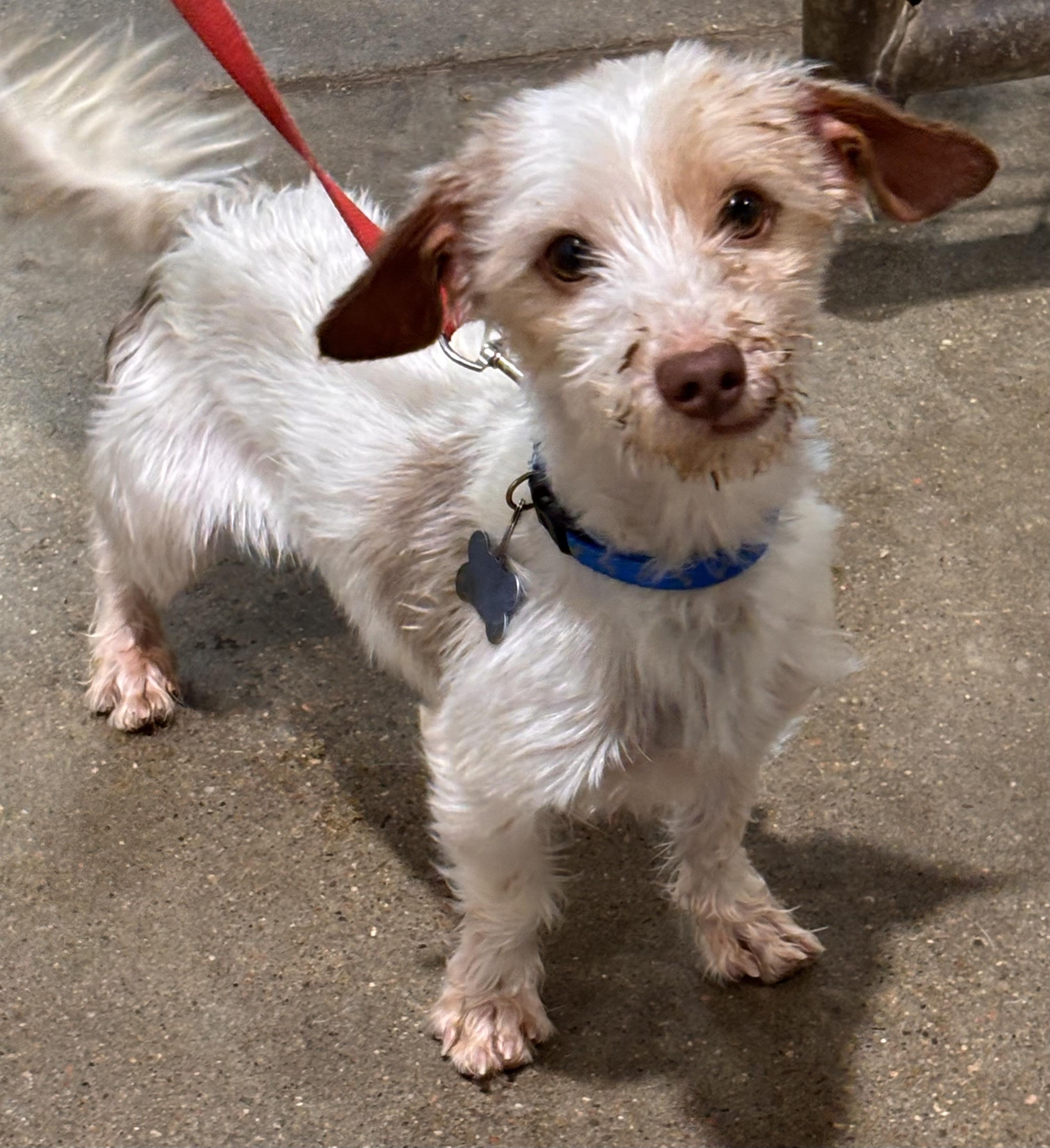 Oscar, a ADOPTABLE Dachshund (Long Haired) in Shenandoah, IA image 2/2