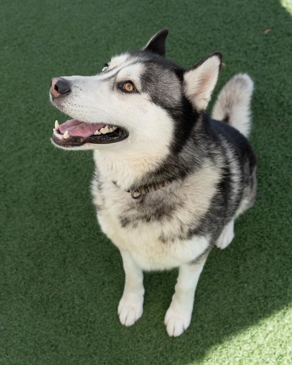 Enlarge Max, a Adoptable mixed breed in Vallejo, CA image 1/1