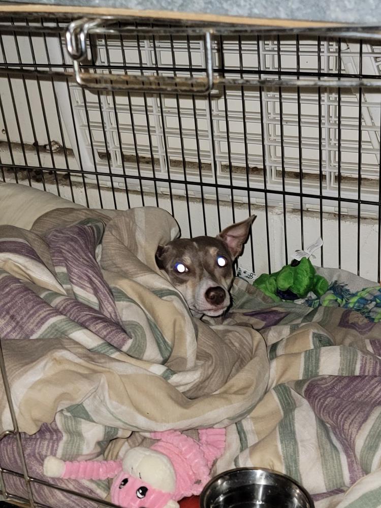 Willow, Adoptable, Adult Female Chihuahua.