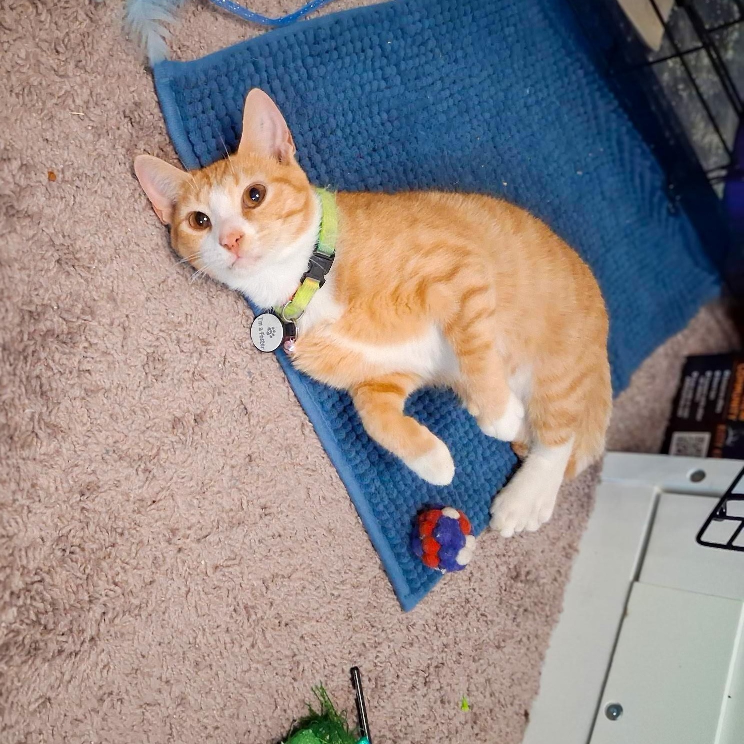Enlarge Crouton Cruncher Chet, a Adoptable mixed breed in Boothbay, ME image 2/6