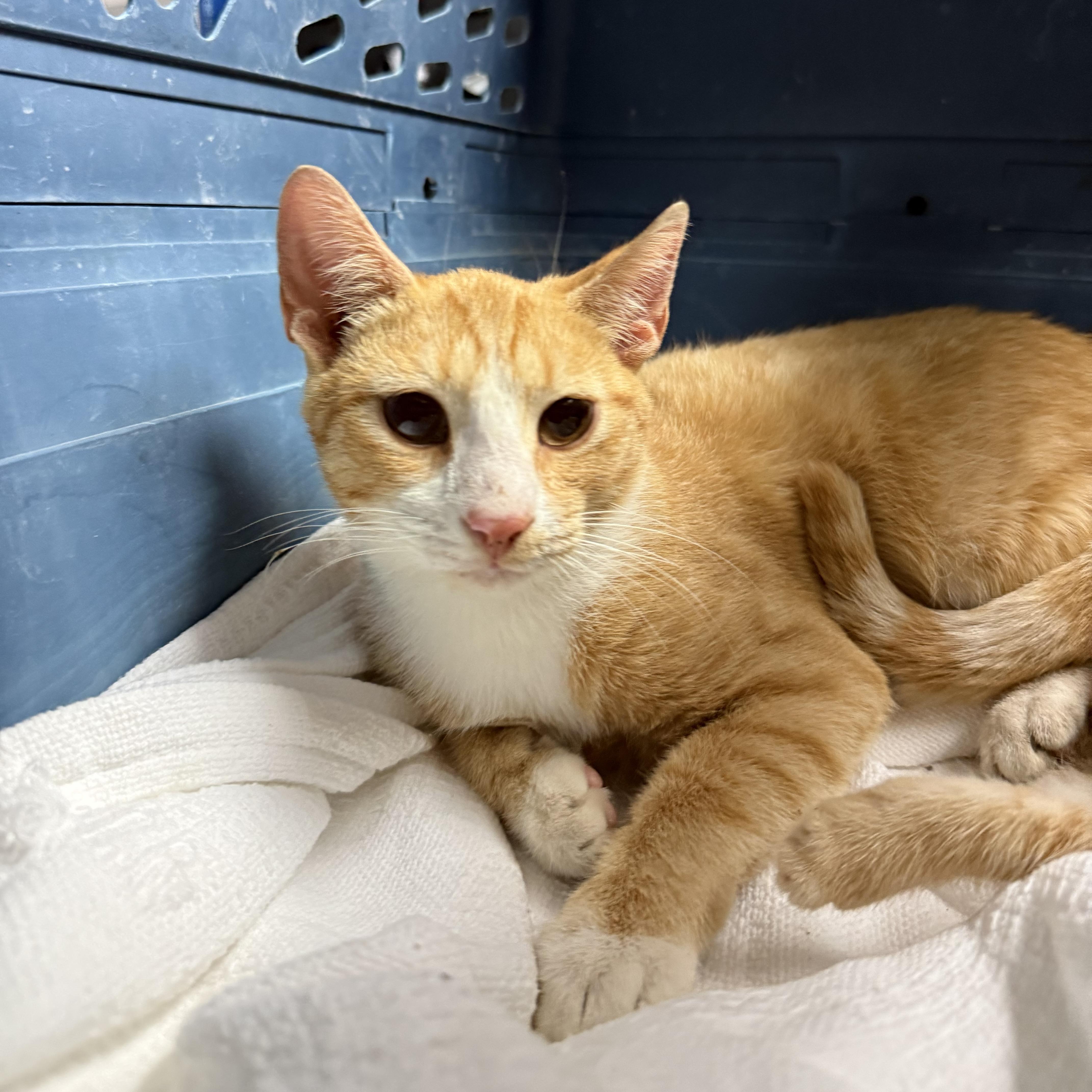 Enlarge Crouton Cruncher Chet, a Adoptable mixed breed in Boothbay, ME image 4/6