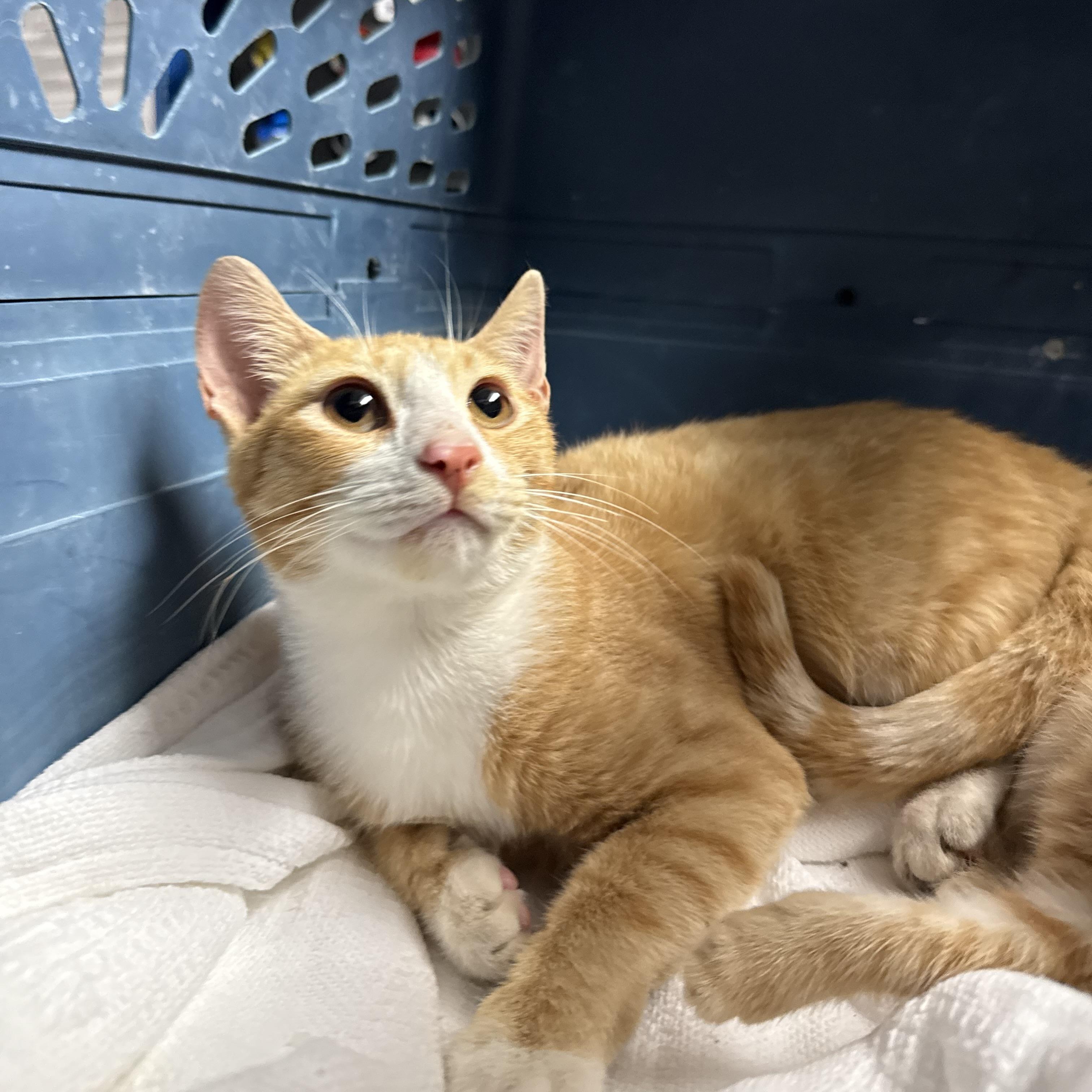Crouton Cruncher Chet, Adoptable, Young Male Tabby & Domestic Short Hair.