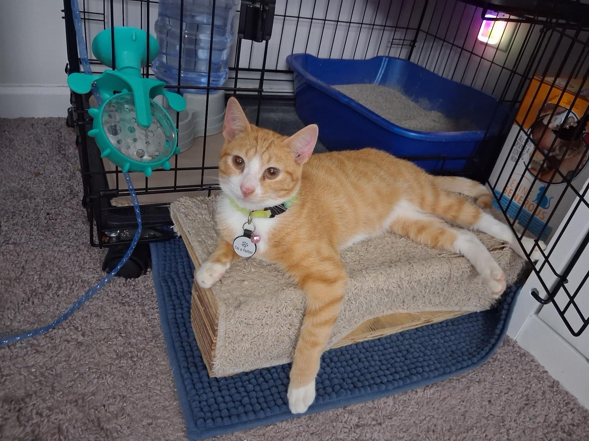 Enlarge Crouton Cruncher Chet, a Adoptable mixed breed in Boothbay, ME image 3/6