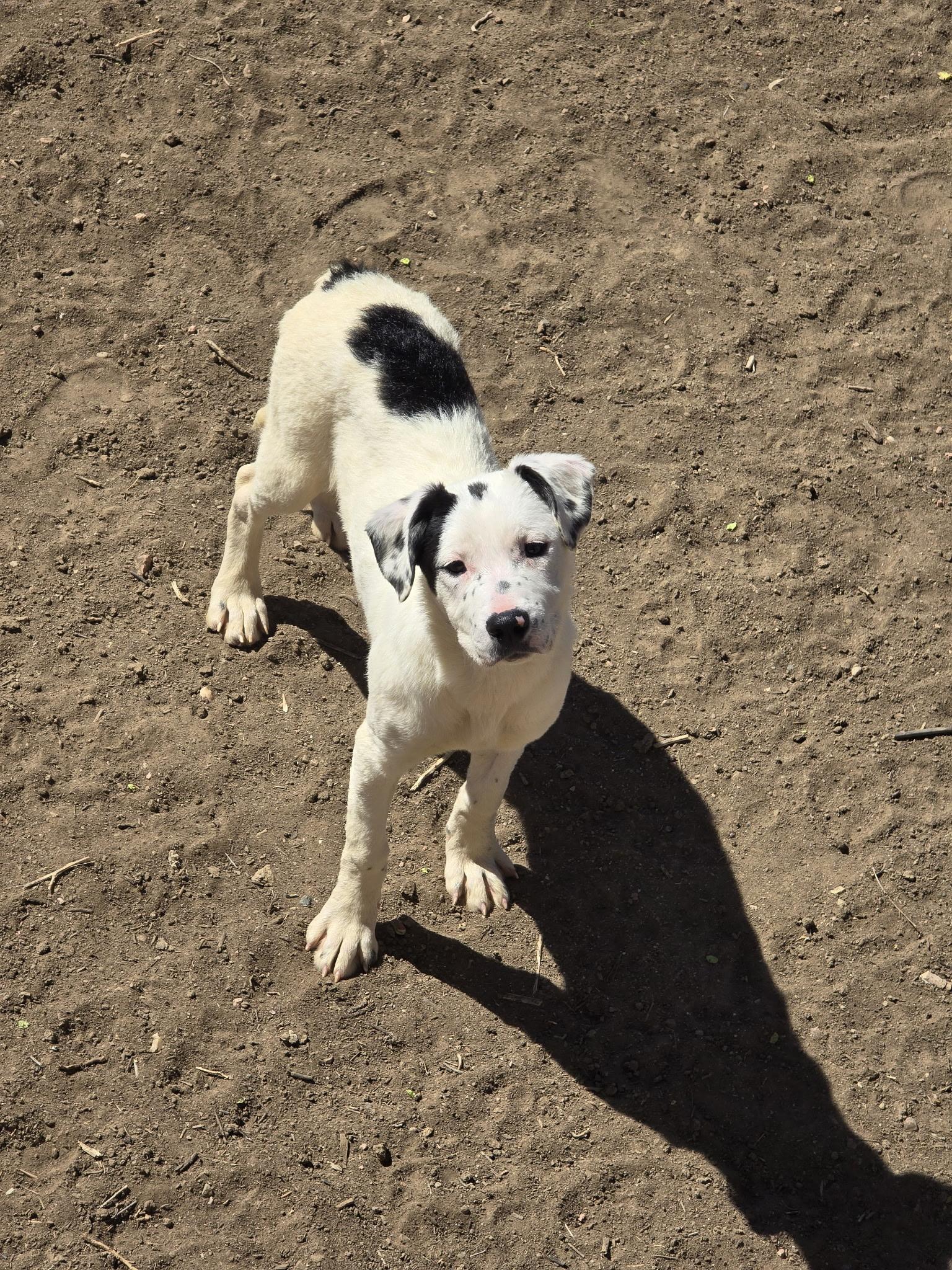 Enlarge Netty, a ADOPTABLE mixed breed in Fort Collins, CO image 5/6
