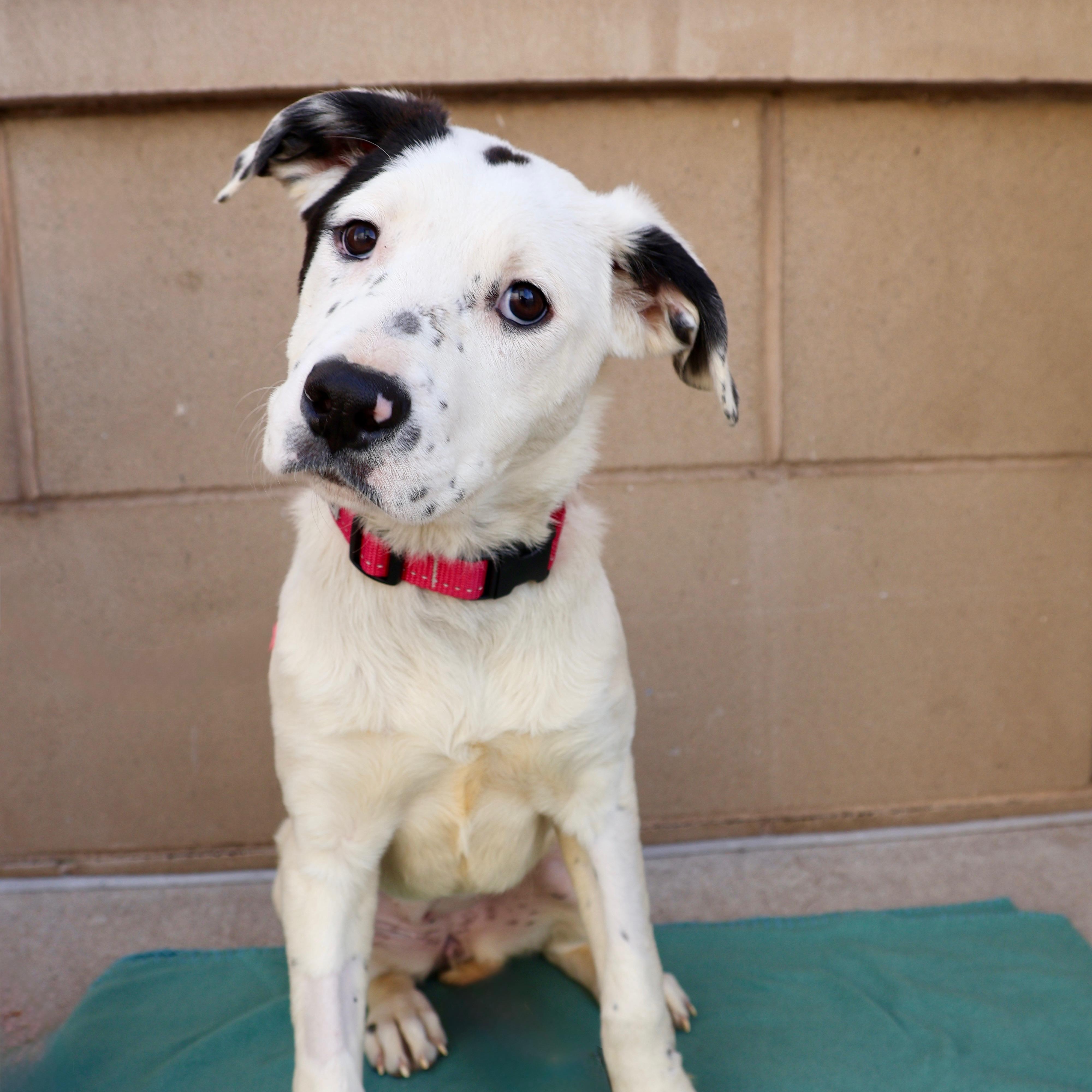 Netty, ADOPTABLE, Puppy Female Pit Bull Terrier.