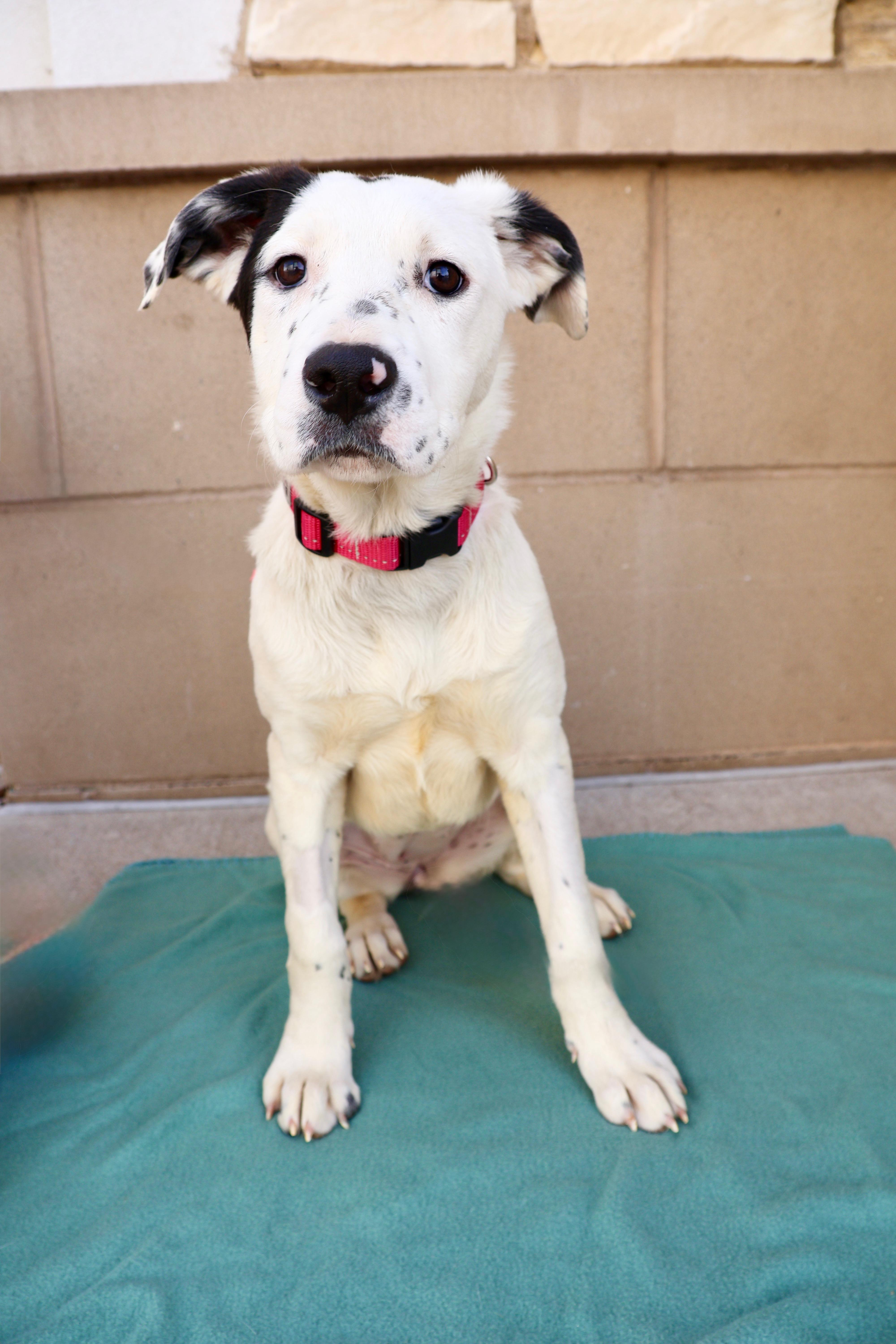 Enlarge Netty, a ADOPTABLE mixed breed in Fort Collins, CO image 6/6