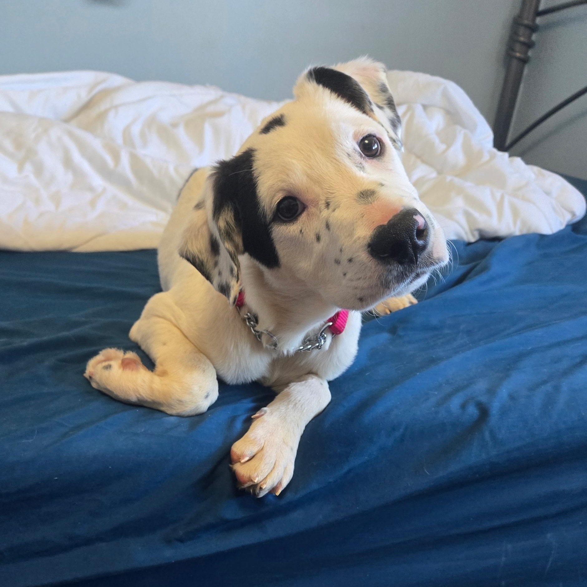 Enlarge Netty, a ADOPTABLE mixed breed in Fort Collins, CO image 2/6