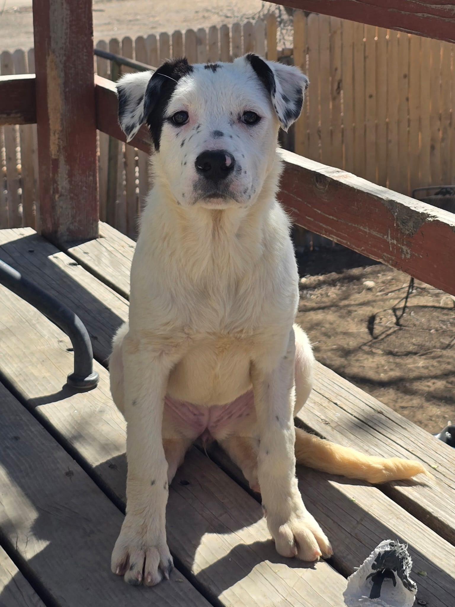 Enlarge Netty, a ADOPTABLE mixed breed in Fort Collins, CO image 4/6