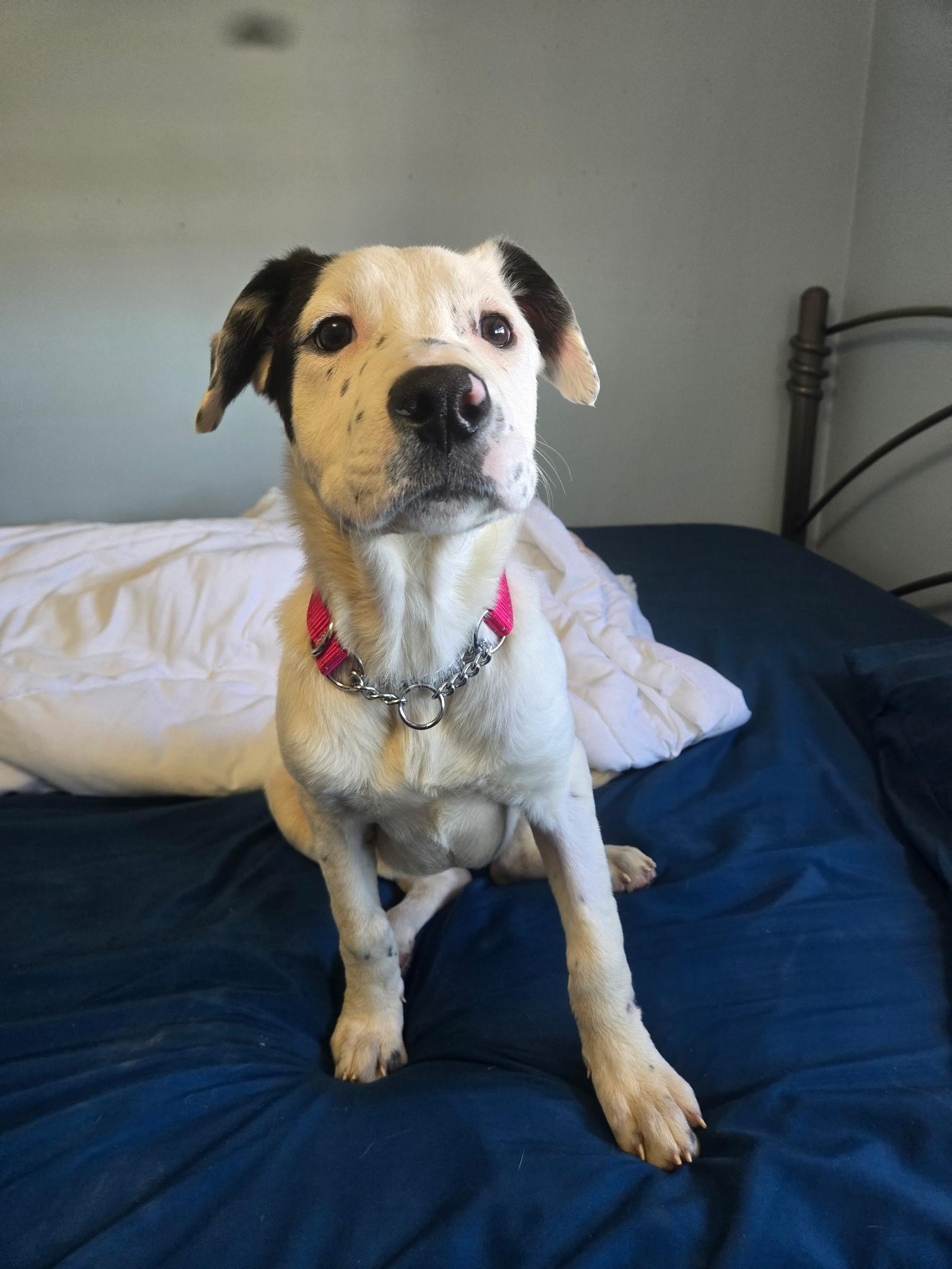 Enlarge Netty, a ADOPTABLE mixed breed in Fort Collins, CO image 3/6