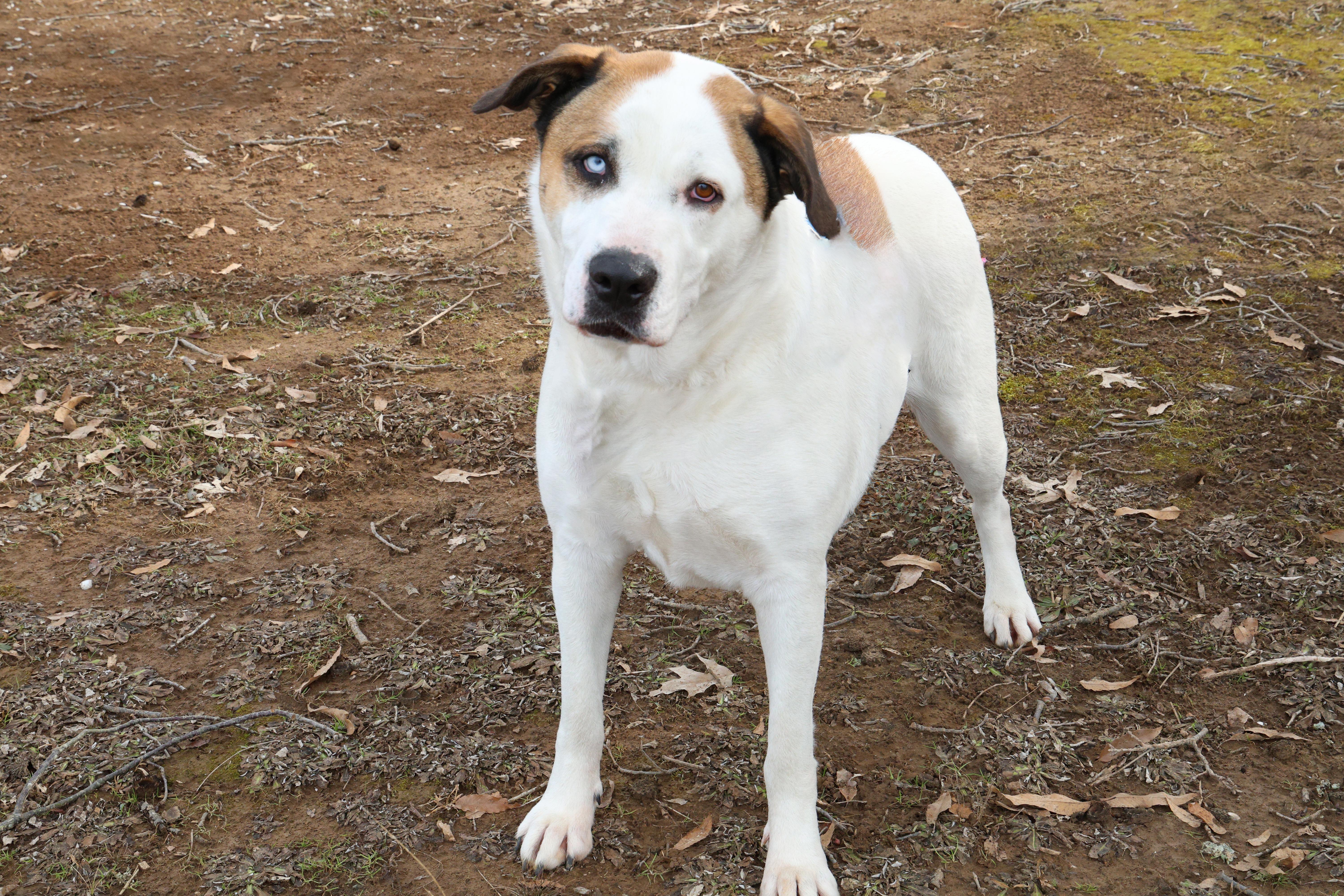 Enlarge Gabby Rose, a Adoptable mixed breed in Guntersville, AL image 3/5