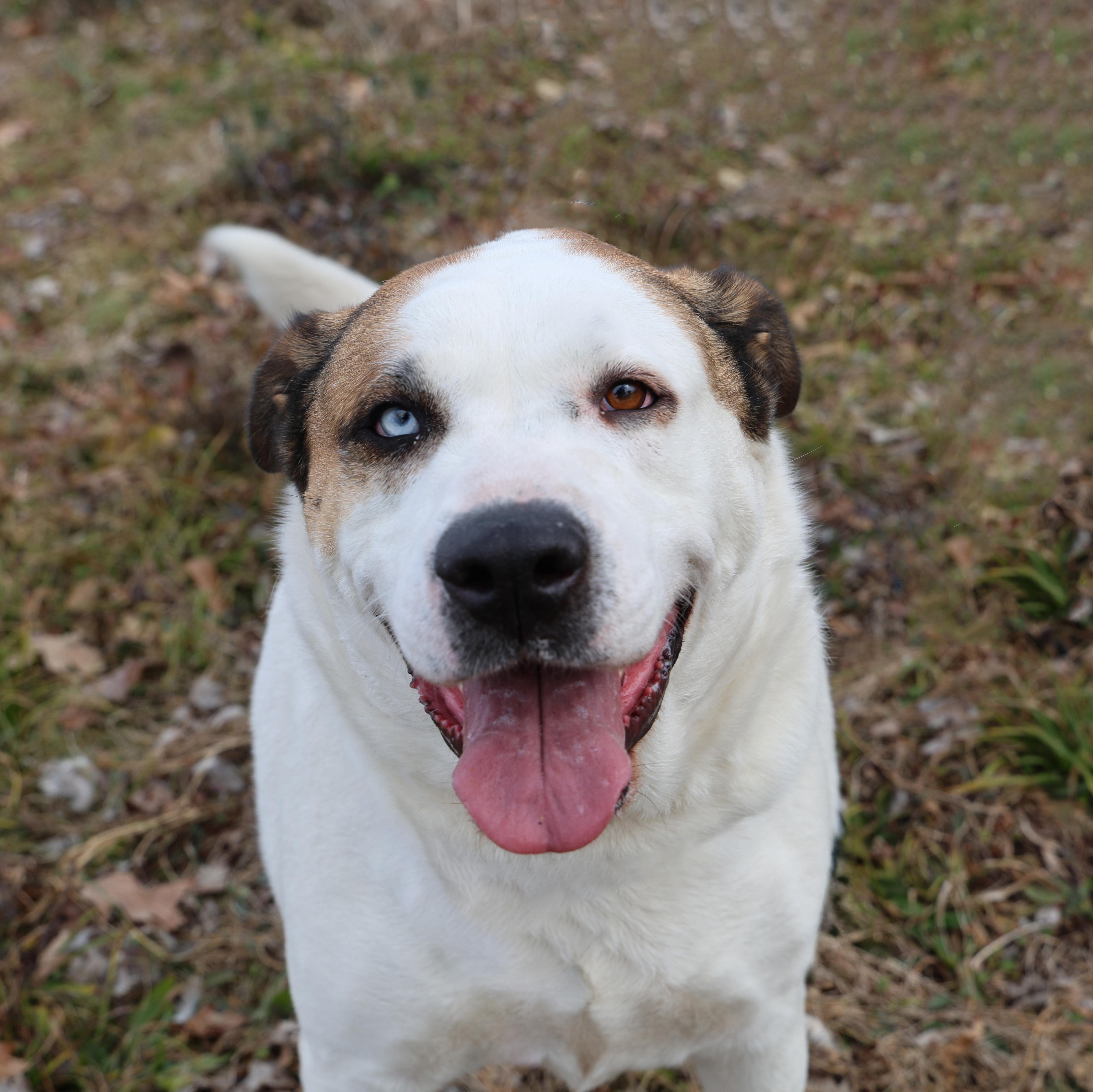 Enlarge Gabby Rose, a Adoptable mixed breed in Guntersville, AL image 1/5