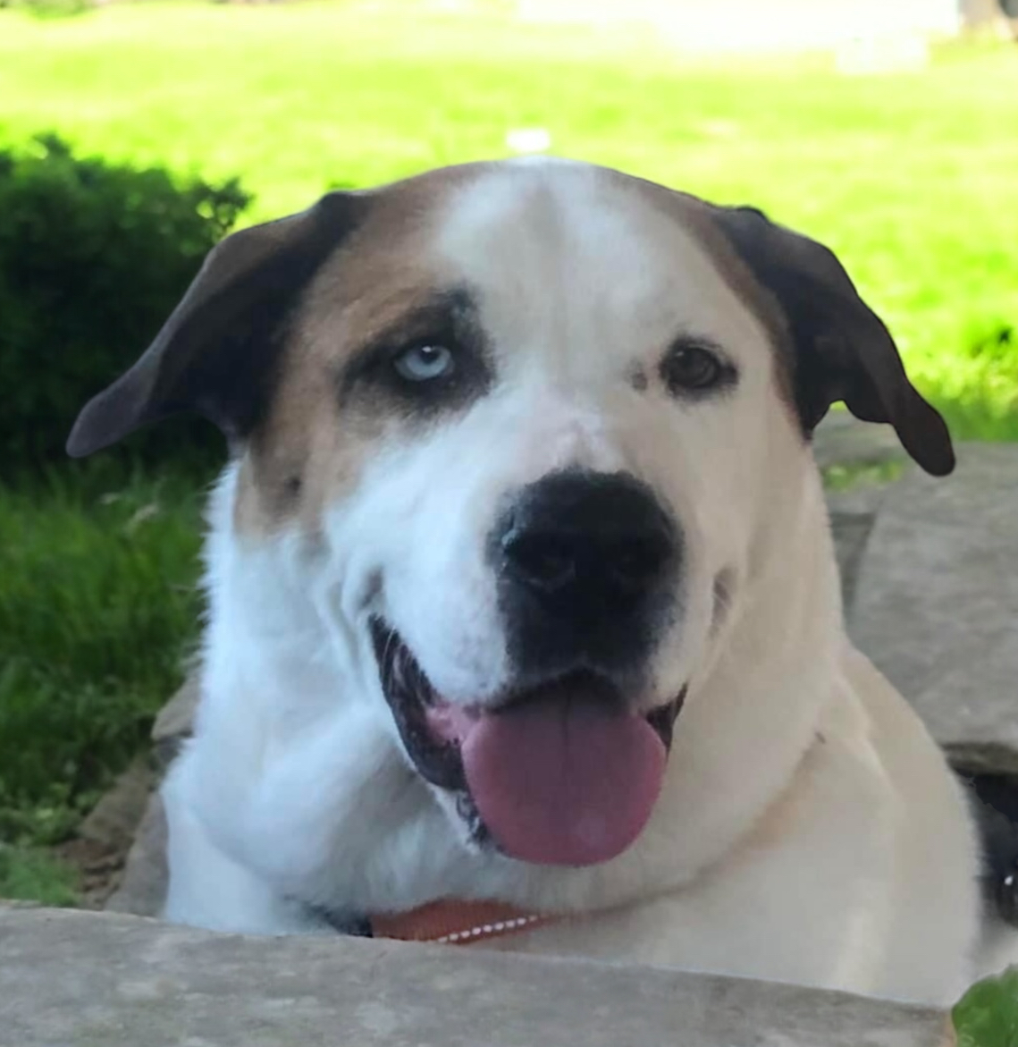 Enlarge Gabby Rose, a Adoptable mixed breed in Guntersville, AL image 5/5