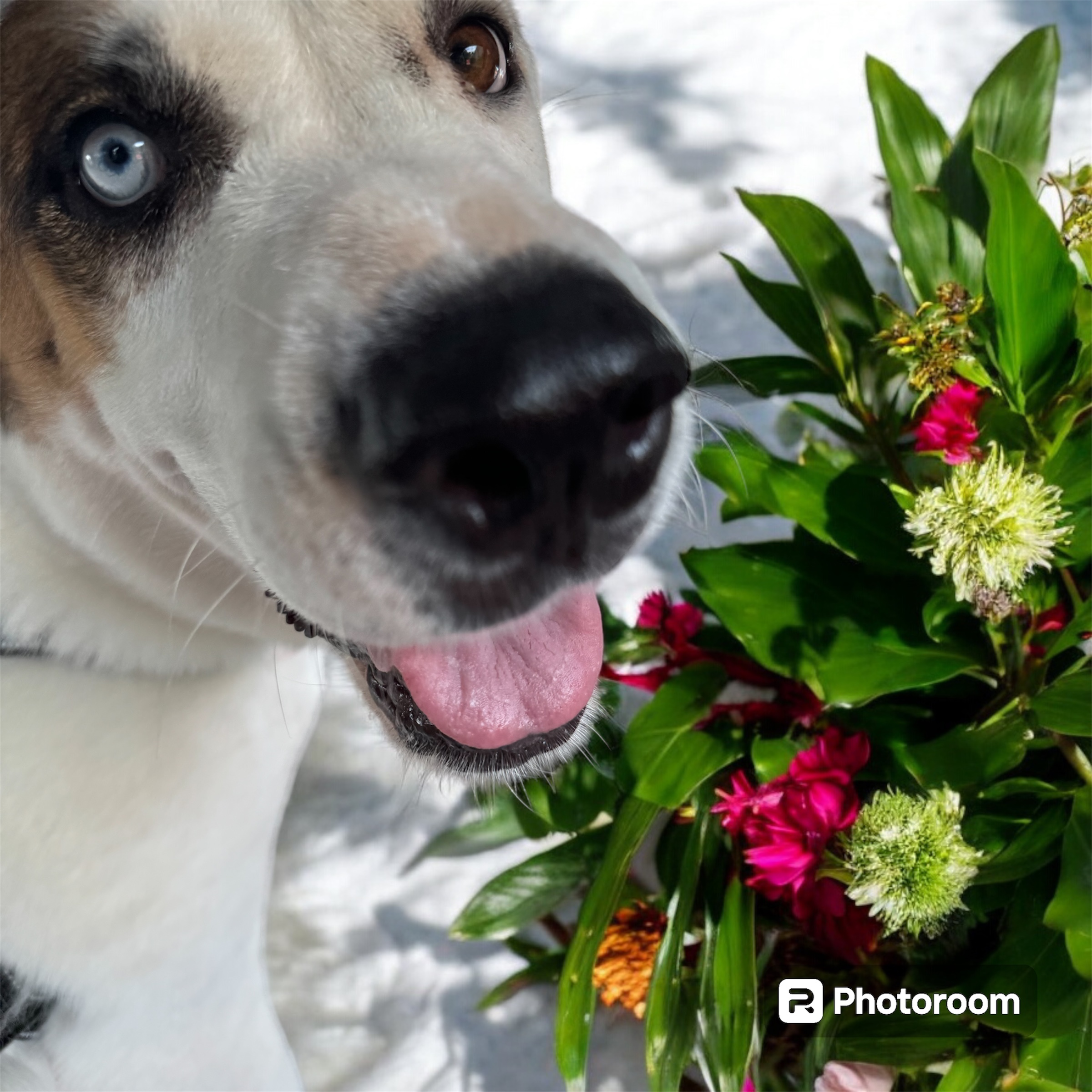 Enlarge Gabby Rose, a Adoptable mixed breed in Guntersville, AL image 4/5