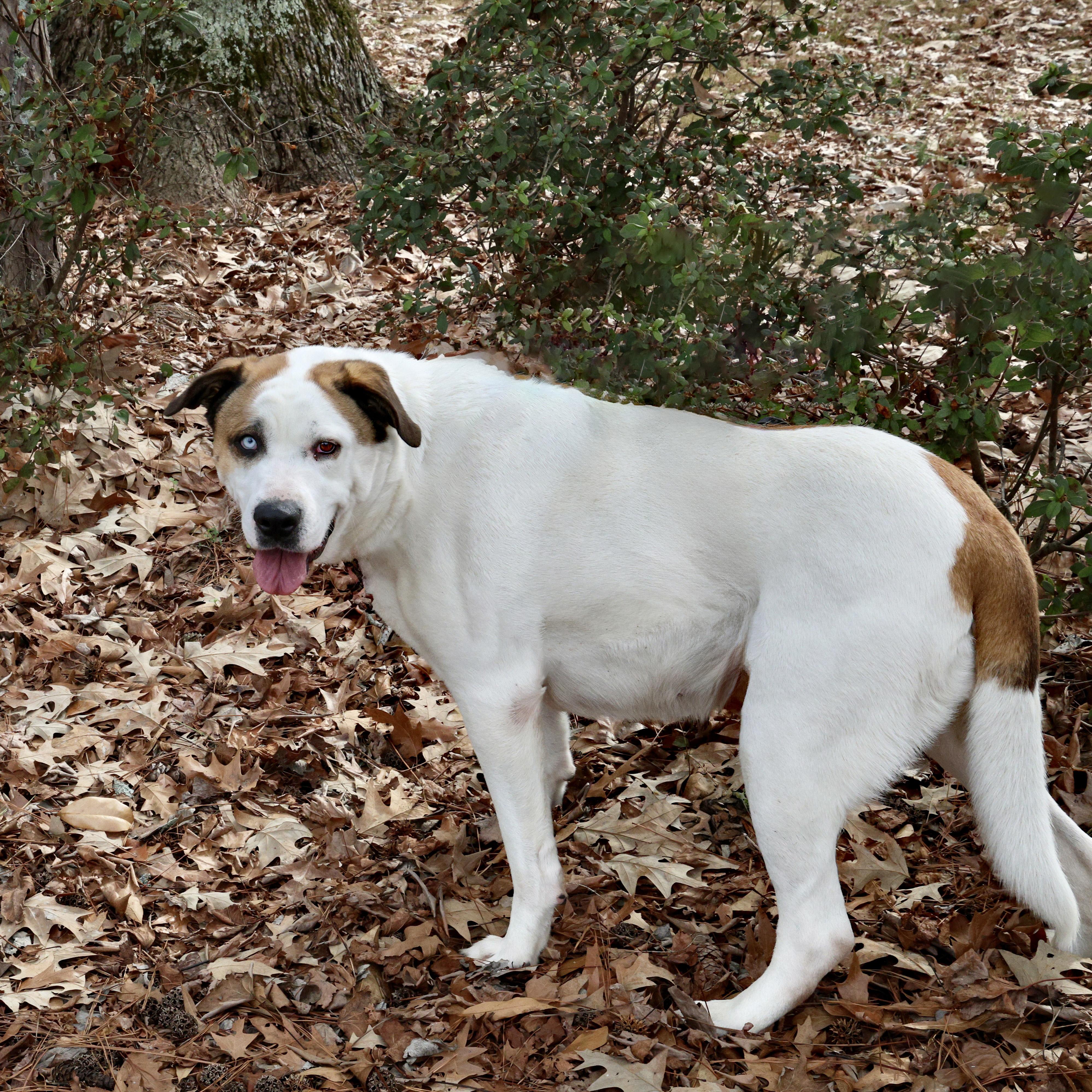 Enlarge Gabby Rose, a Adoptable mixed breed in Guntersville, AL image 2/5