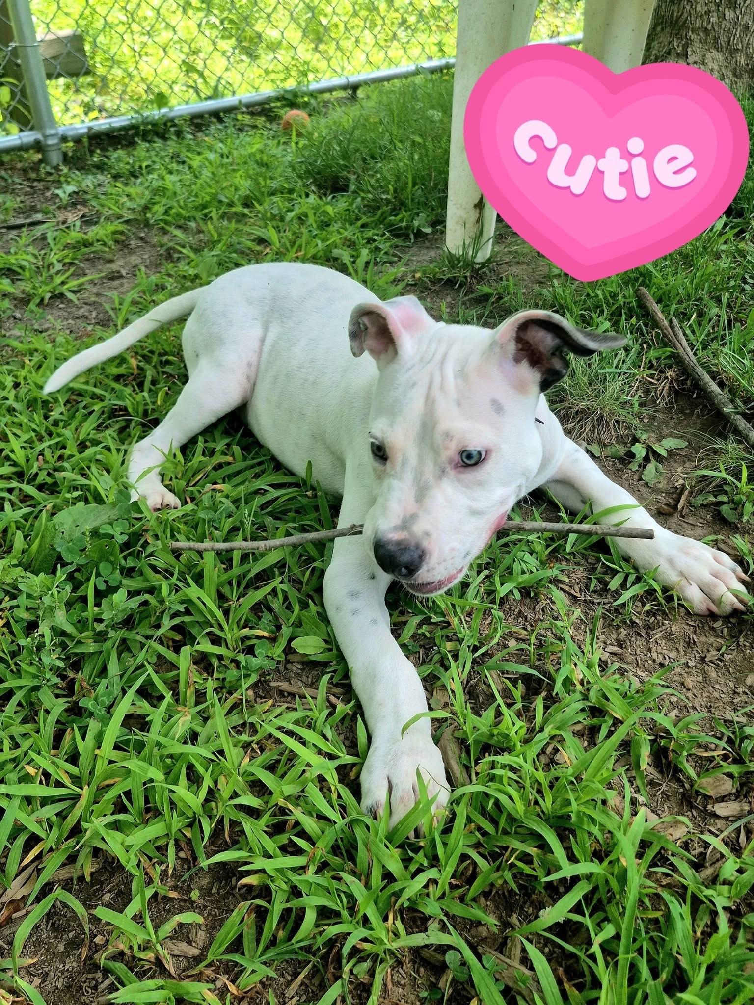 Marv L. McPitty, adopted, Young Male Pit Bull Terrier.