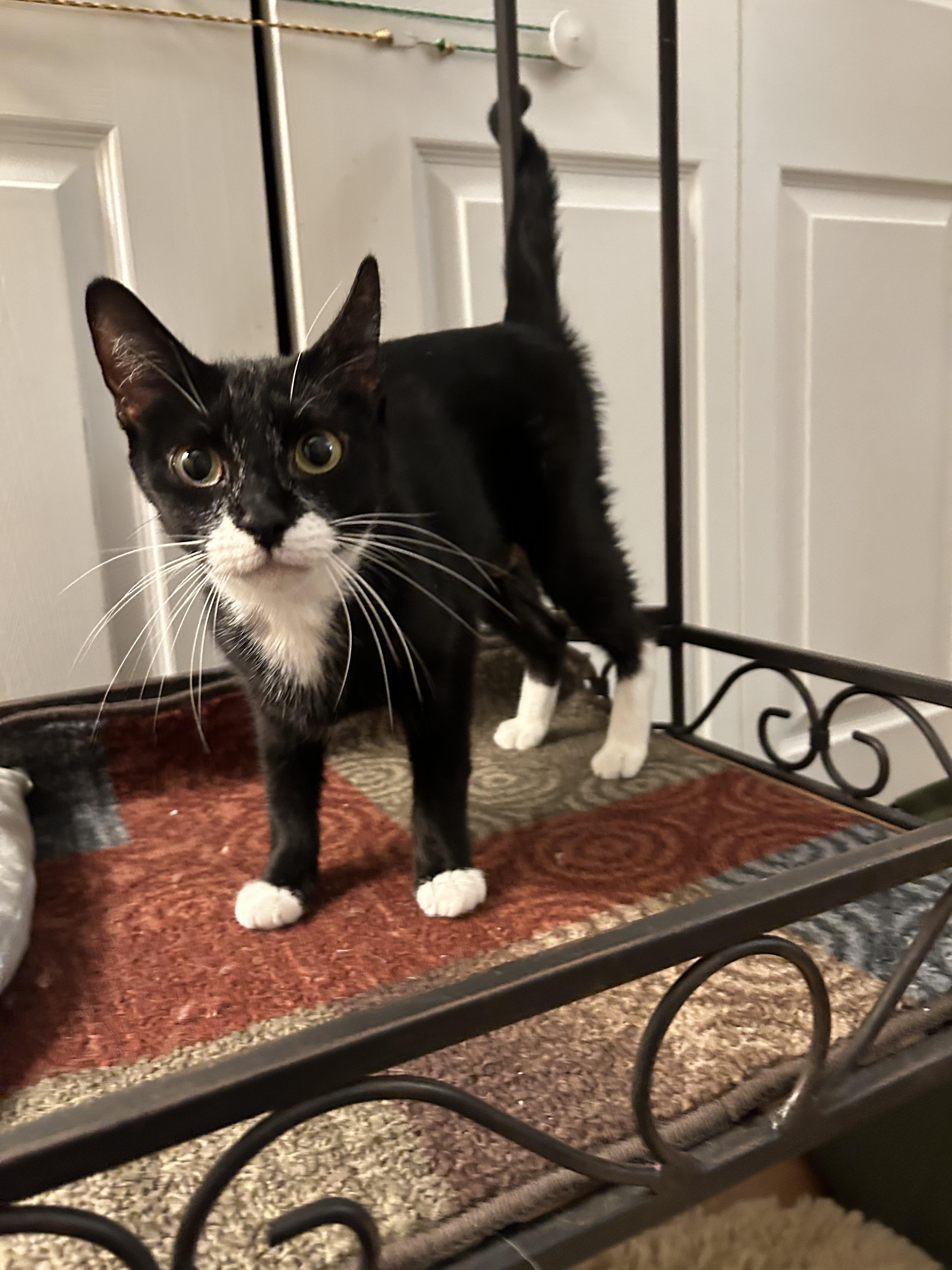 Enlarge Nova, a Adoptable mixed breed in BREINIGSVILLE, PA image 1/6