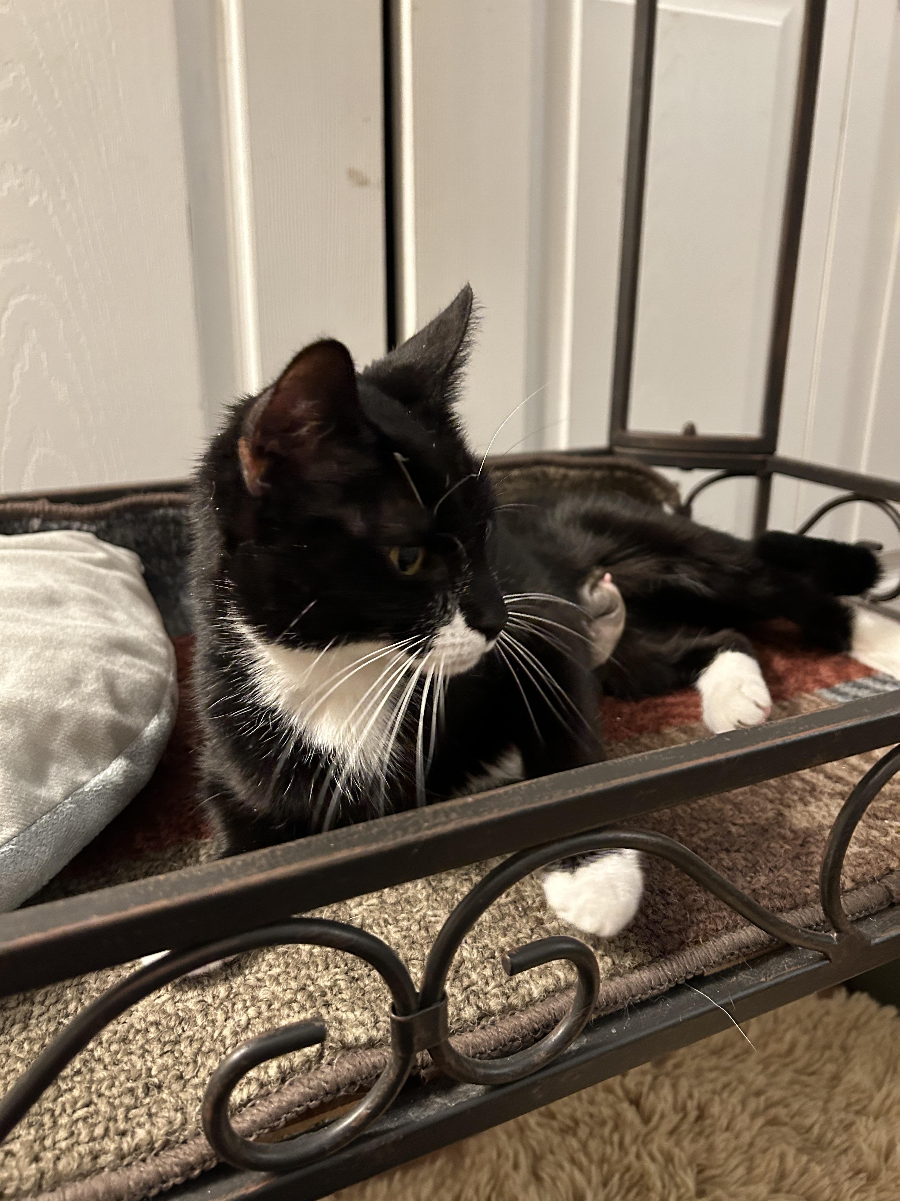 Enlarge Nova, a Adoptable mixed breed in BREINIGSVILLE, PA image 2/6