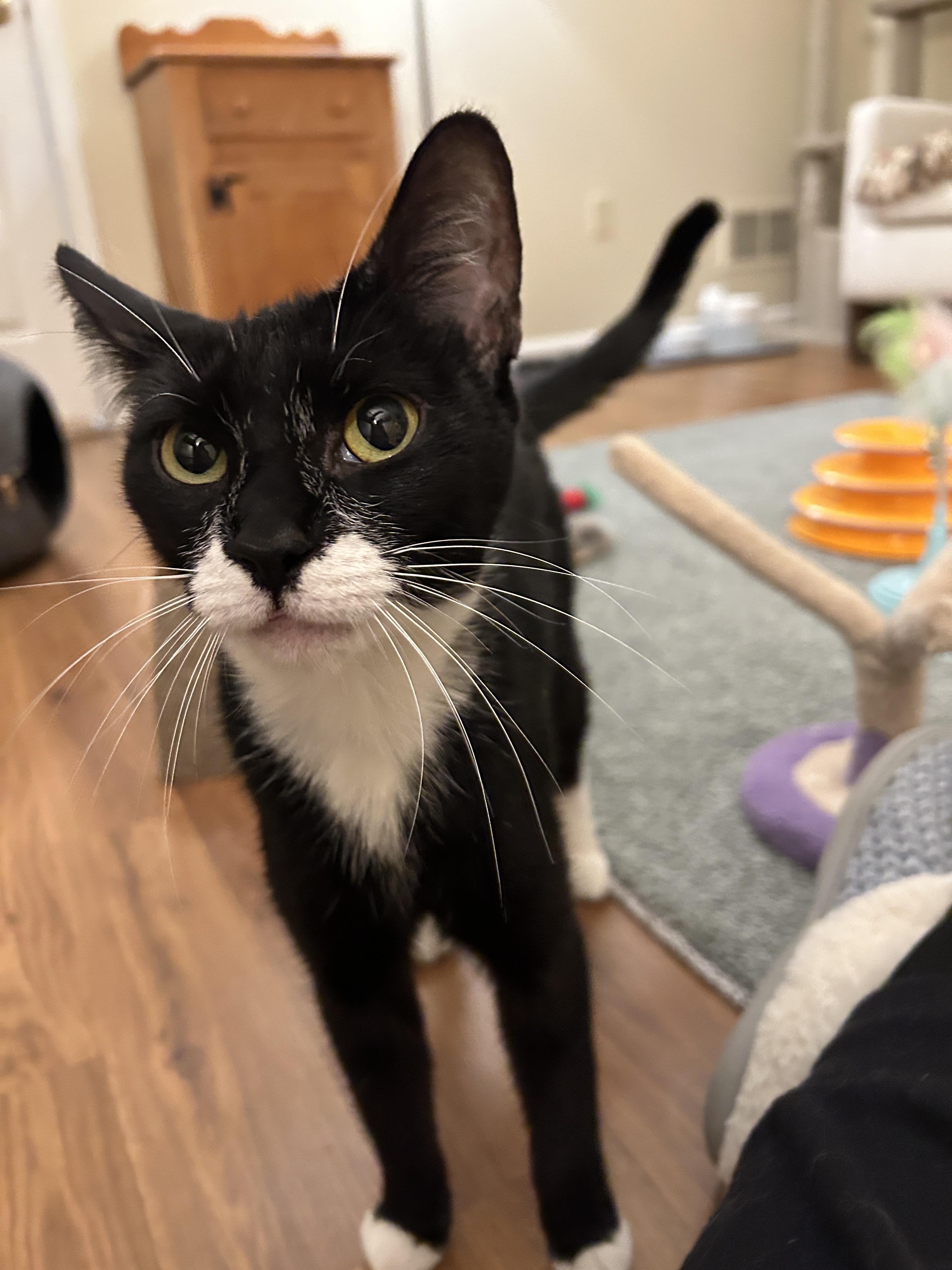 Enlarge Nova, a Adoptable mixed breed in BREINIGSVILLE, PA image 3/6