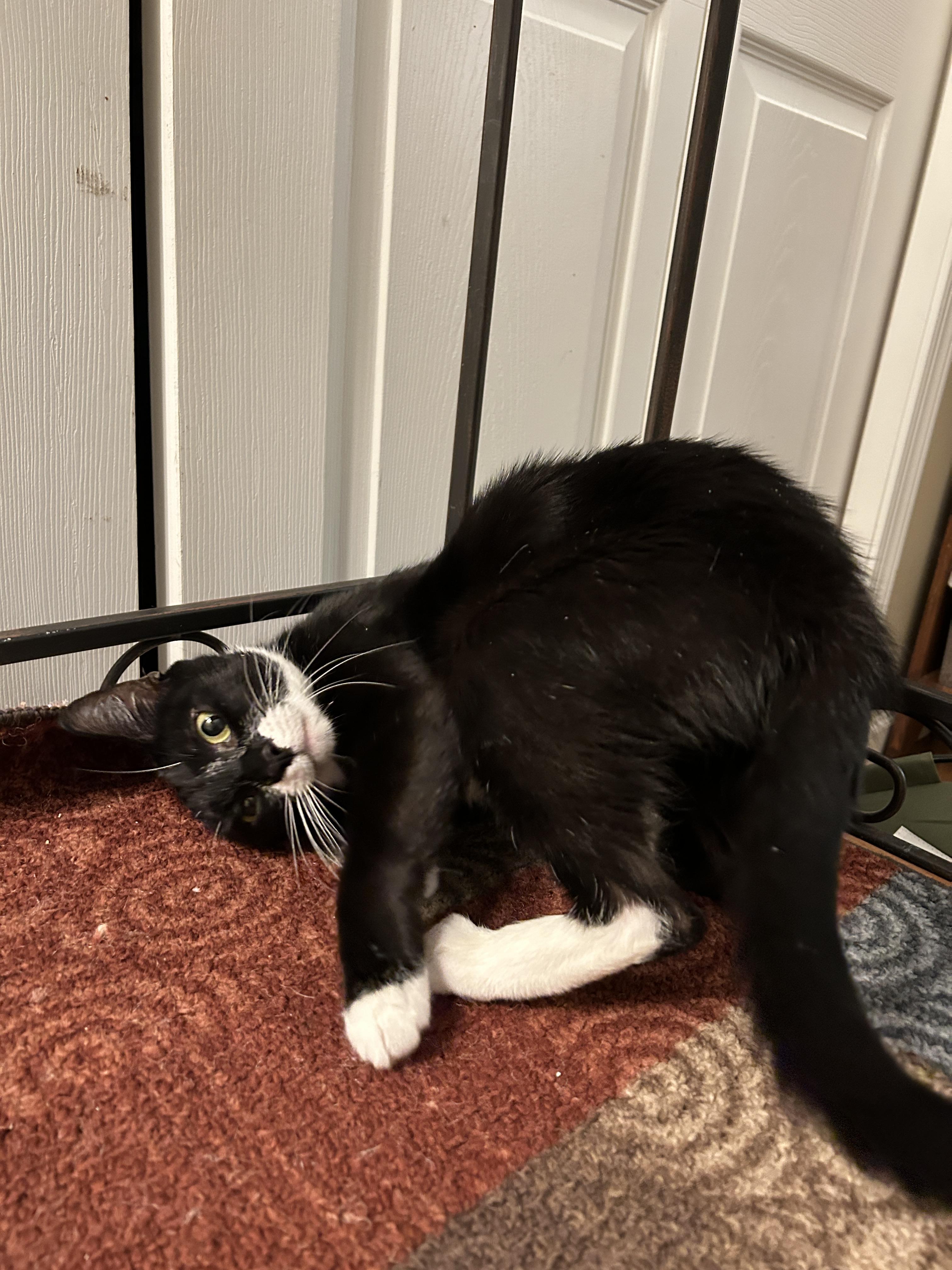 Enlarge Nova, a Adoptable mixed breed in BREINIGSVILLE, PA image 4/6