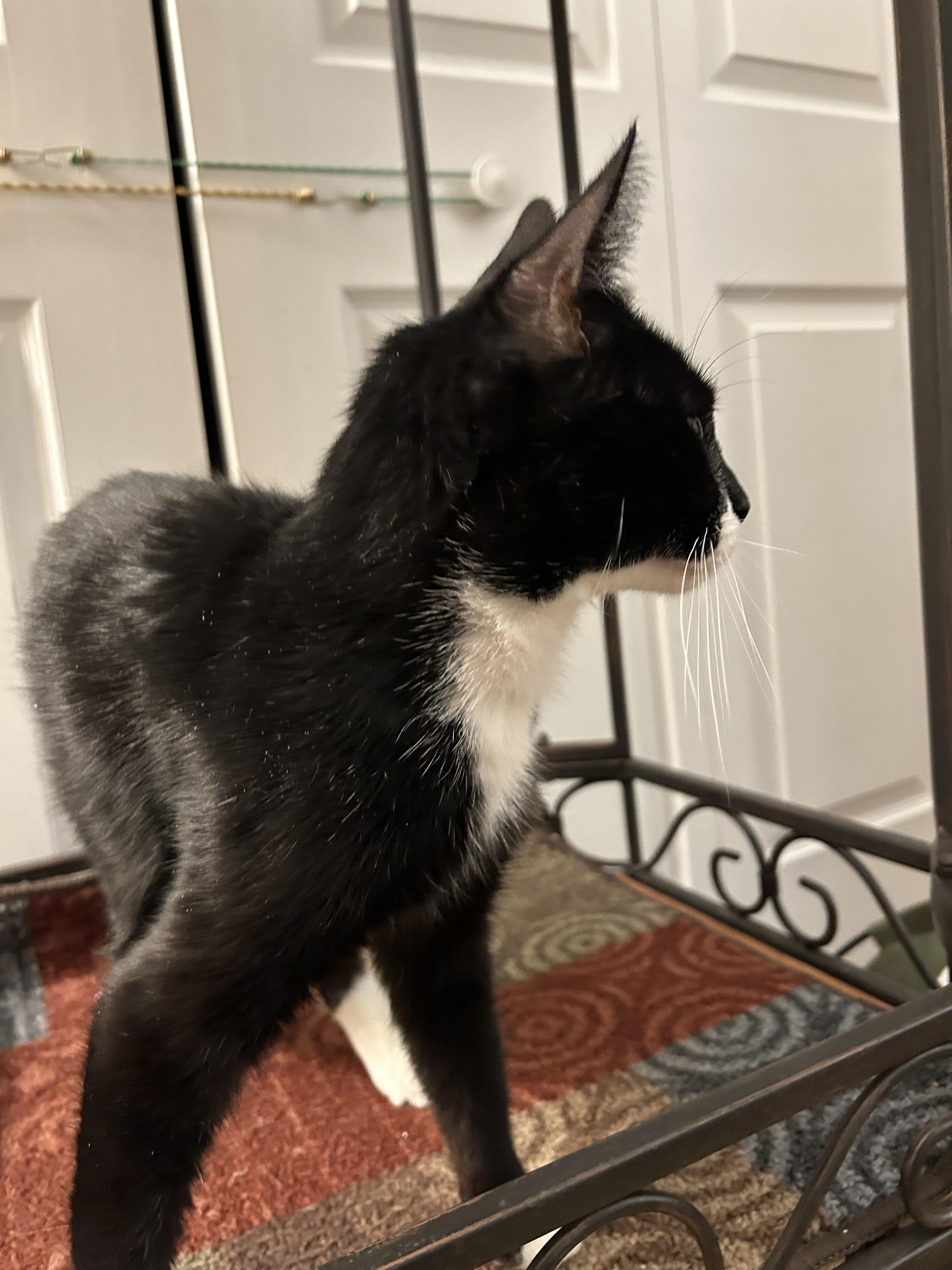 Enlarge Nova, a Adoptable mixed breed in BREINIGSVILLE, PA image 5/6