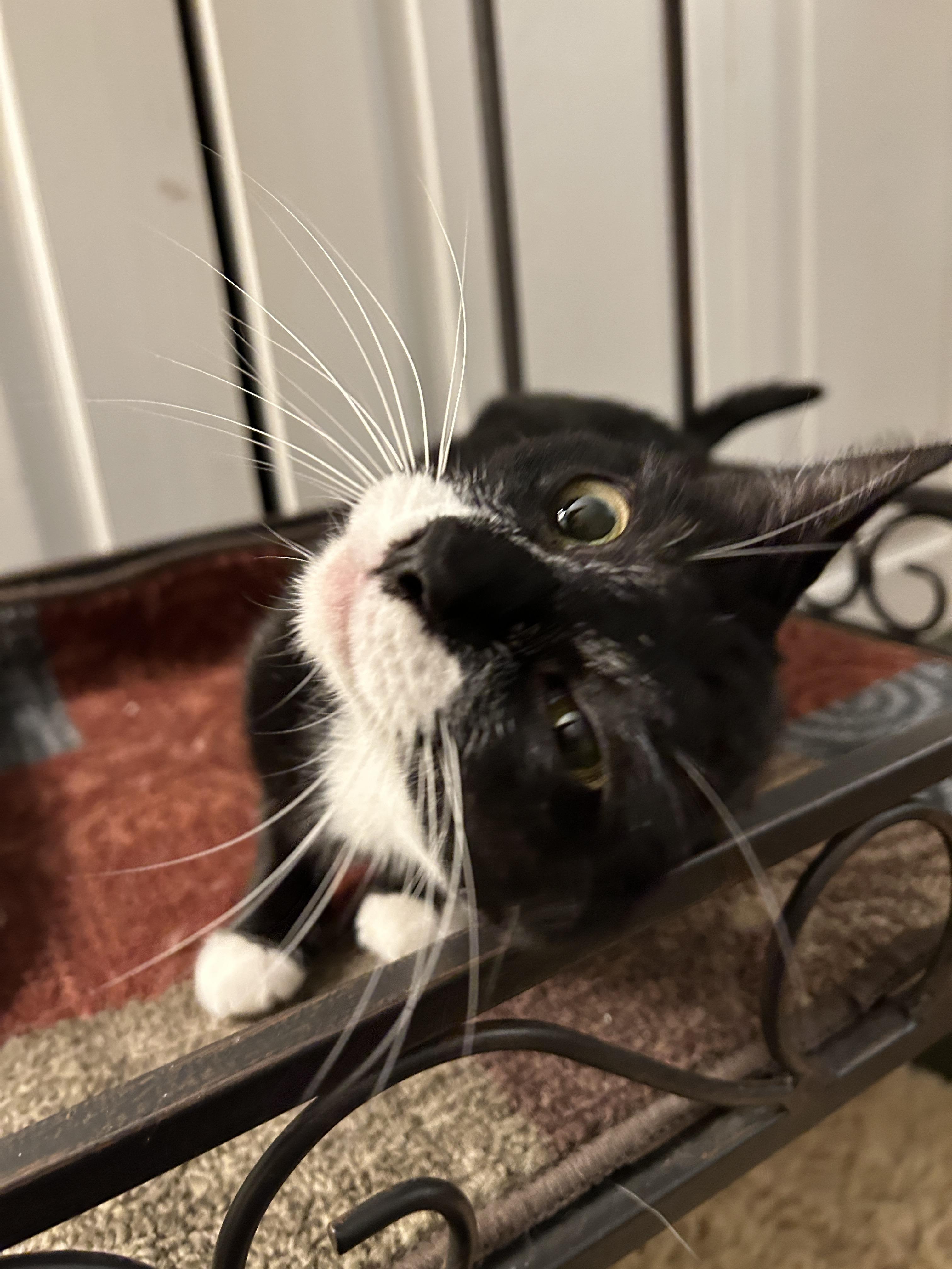 Enlarge Nova, a Adoptable mixed breed in BREINIGSVILLE, PA image 6/6