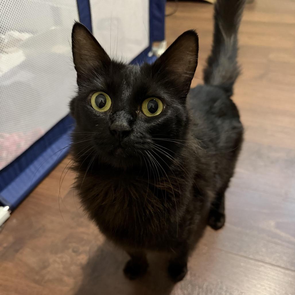 Enlarge Sparrow, a Adoptable Domestic Long Hair in Orangevale, CA image 1/2