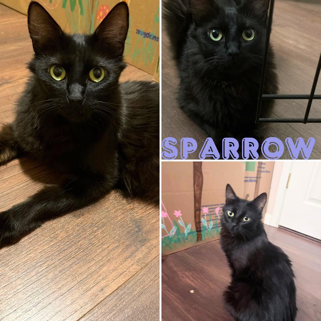 Enlarge Sparrow, a Adoptable Domestic Long Hair in Orangevale, CA image 2/2