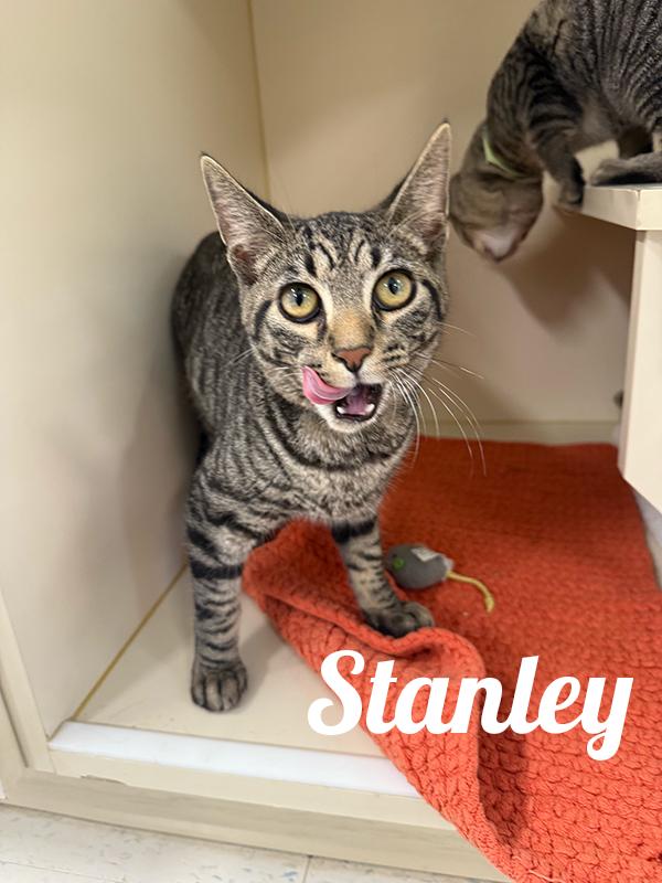 Stanley, Adoptable, Young Female Domestic Short Hair.