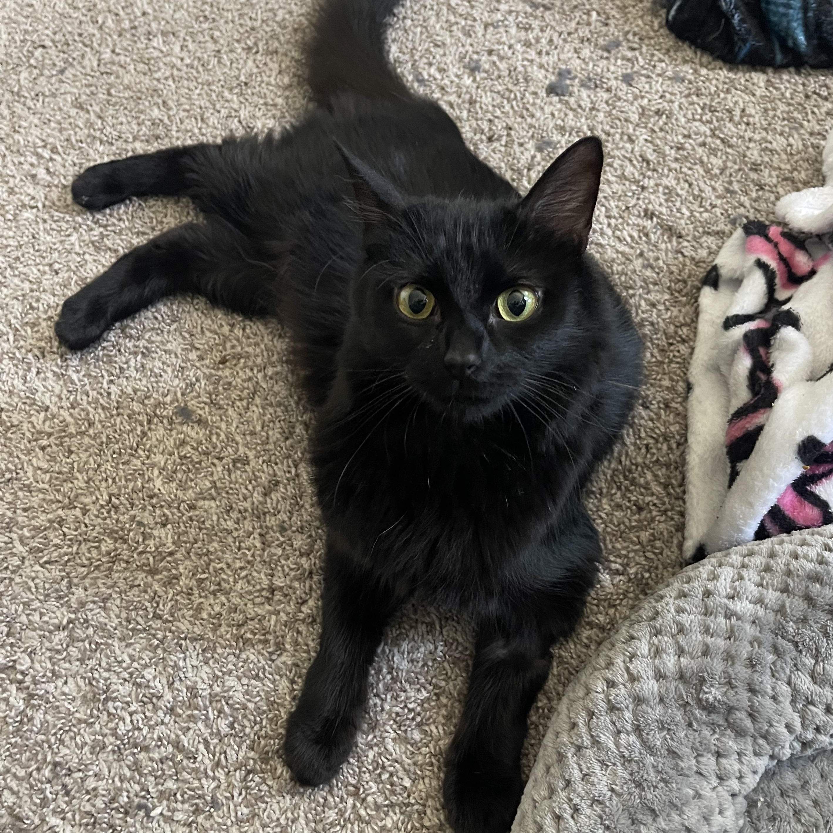 Enlarge Poppy , a ADOPTABLE Domestic Medium Hair in Joliet, IL image 1/3