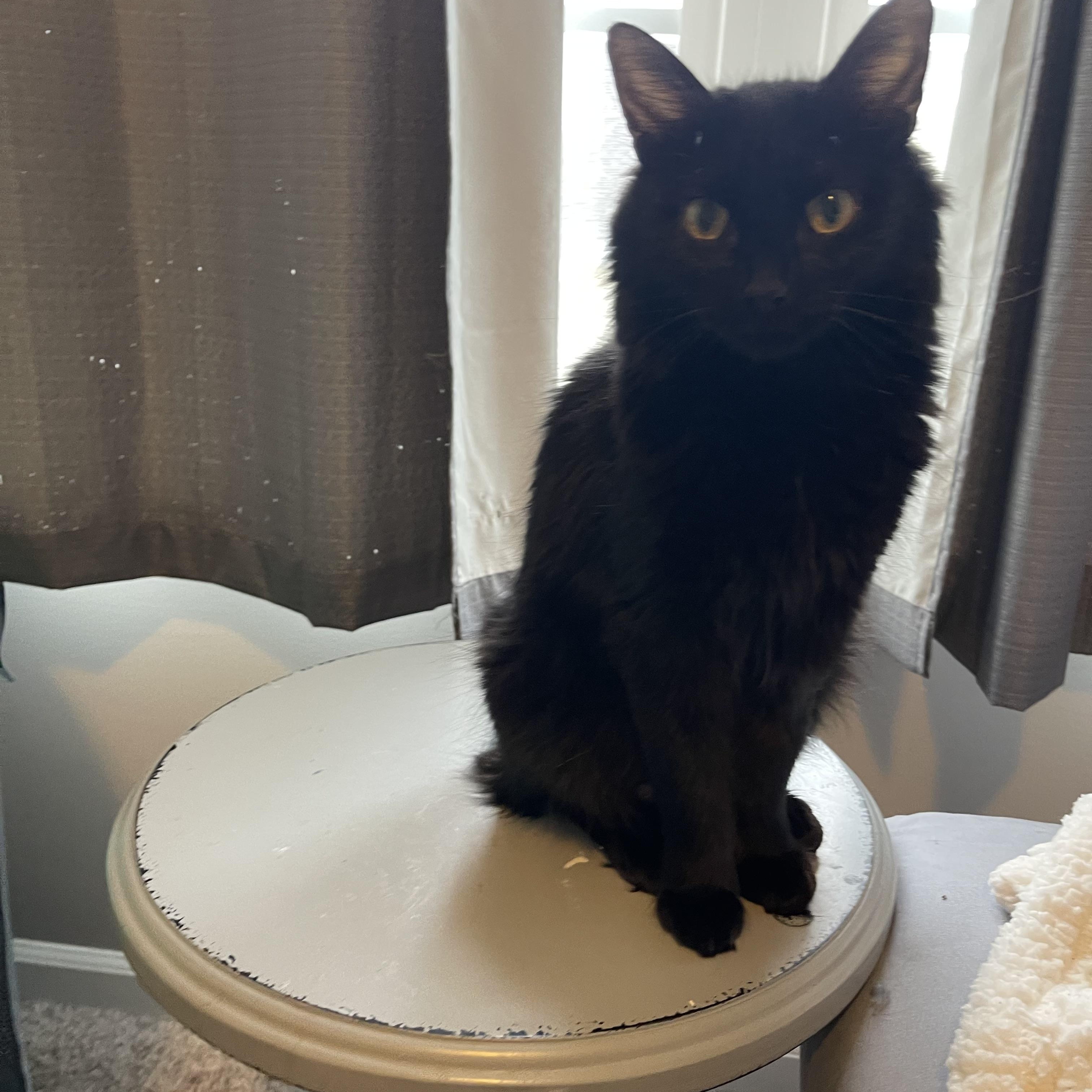 Enlarge Poppy , a ADOPTABLE Domestic Medium Hair in Joliet, IL image 3/3